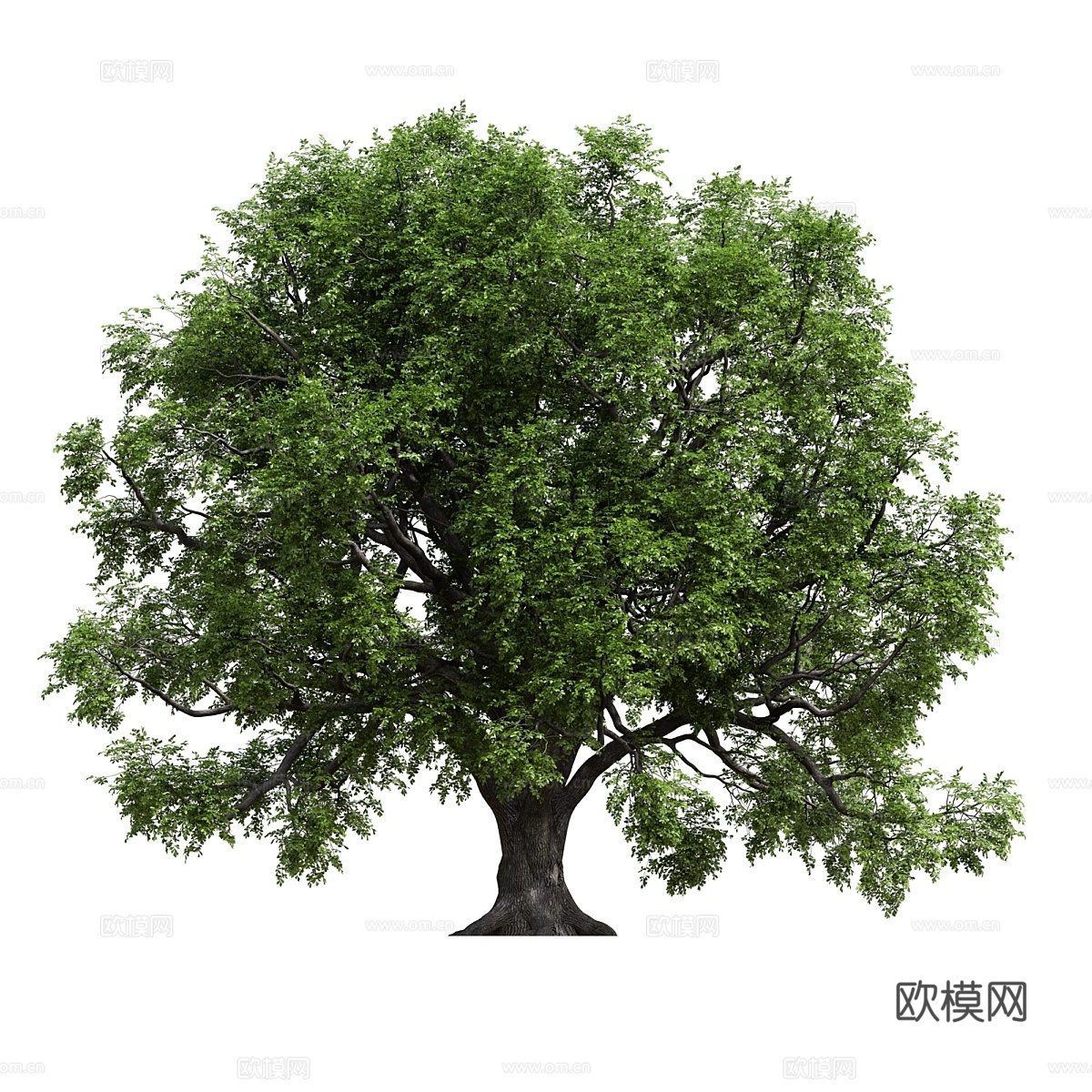 橡木3d模型