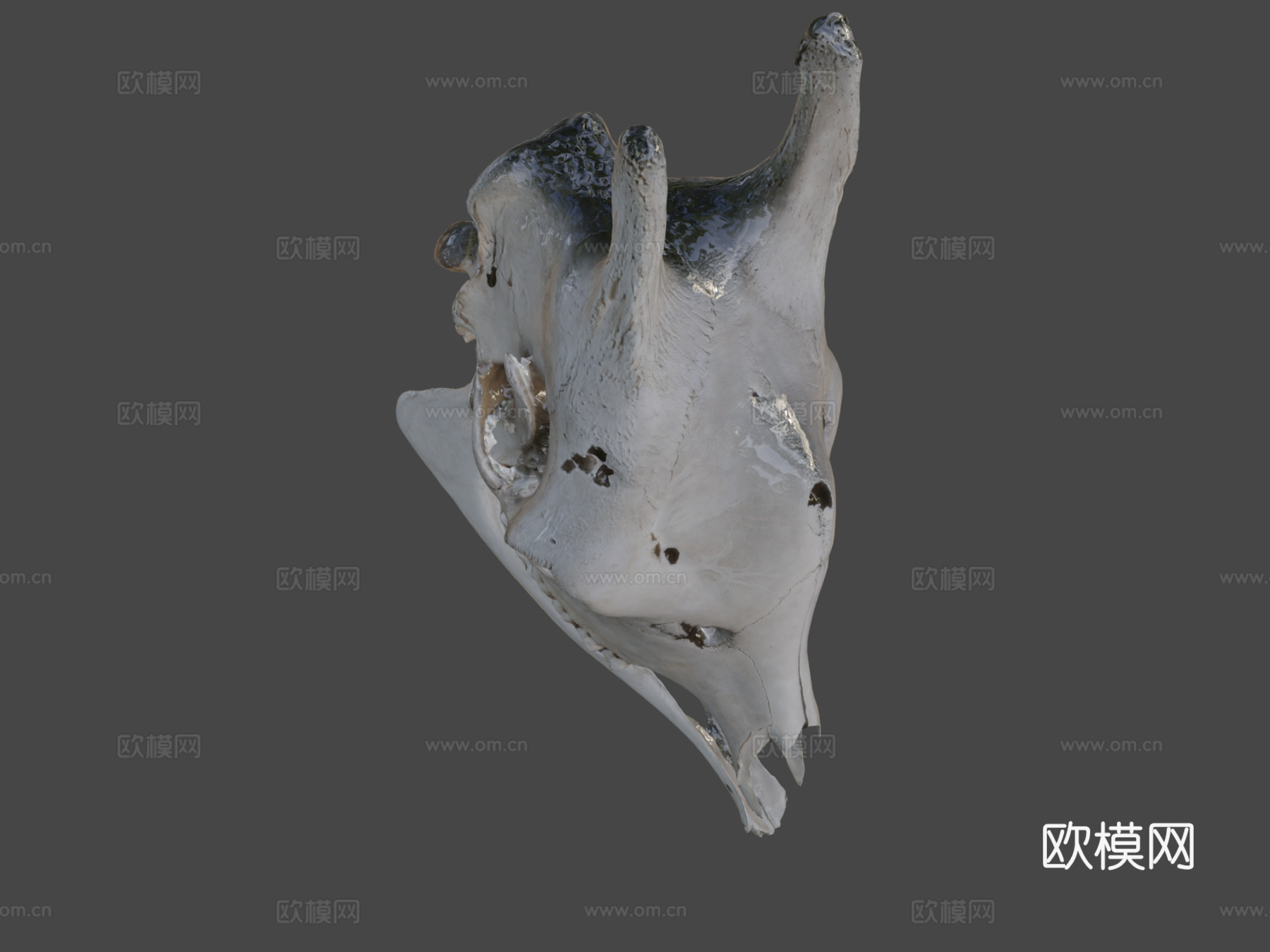 长颈鹿头骨3d模型下载（渲染图7）