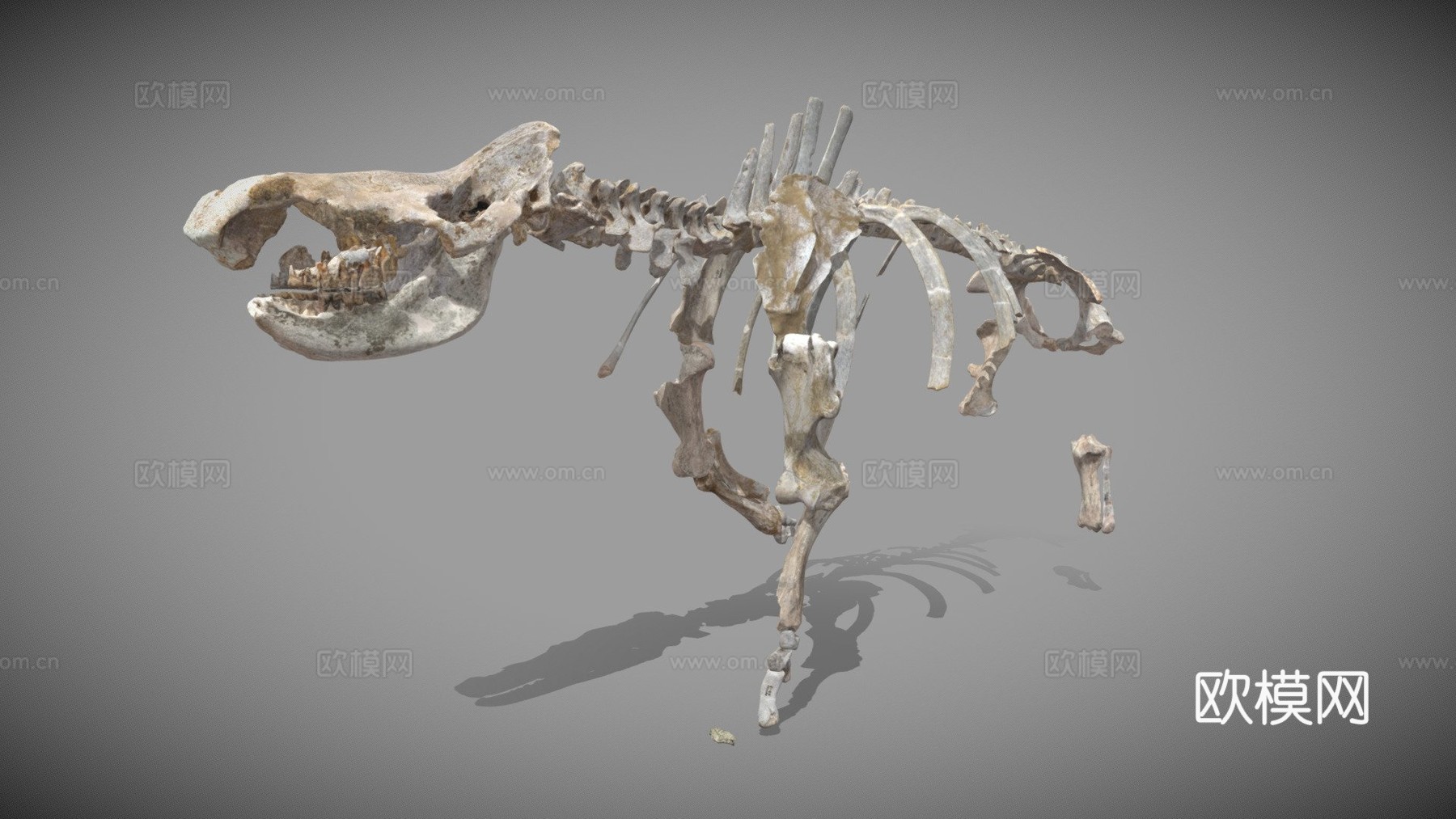 披毛犀3d模型下载（渲染图1）