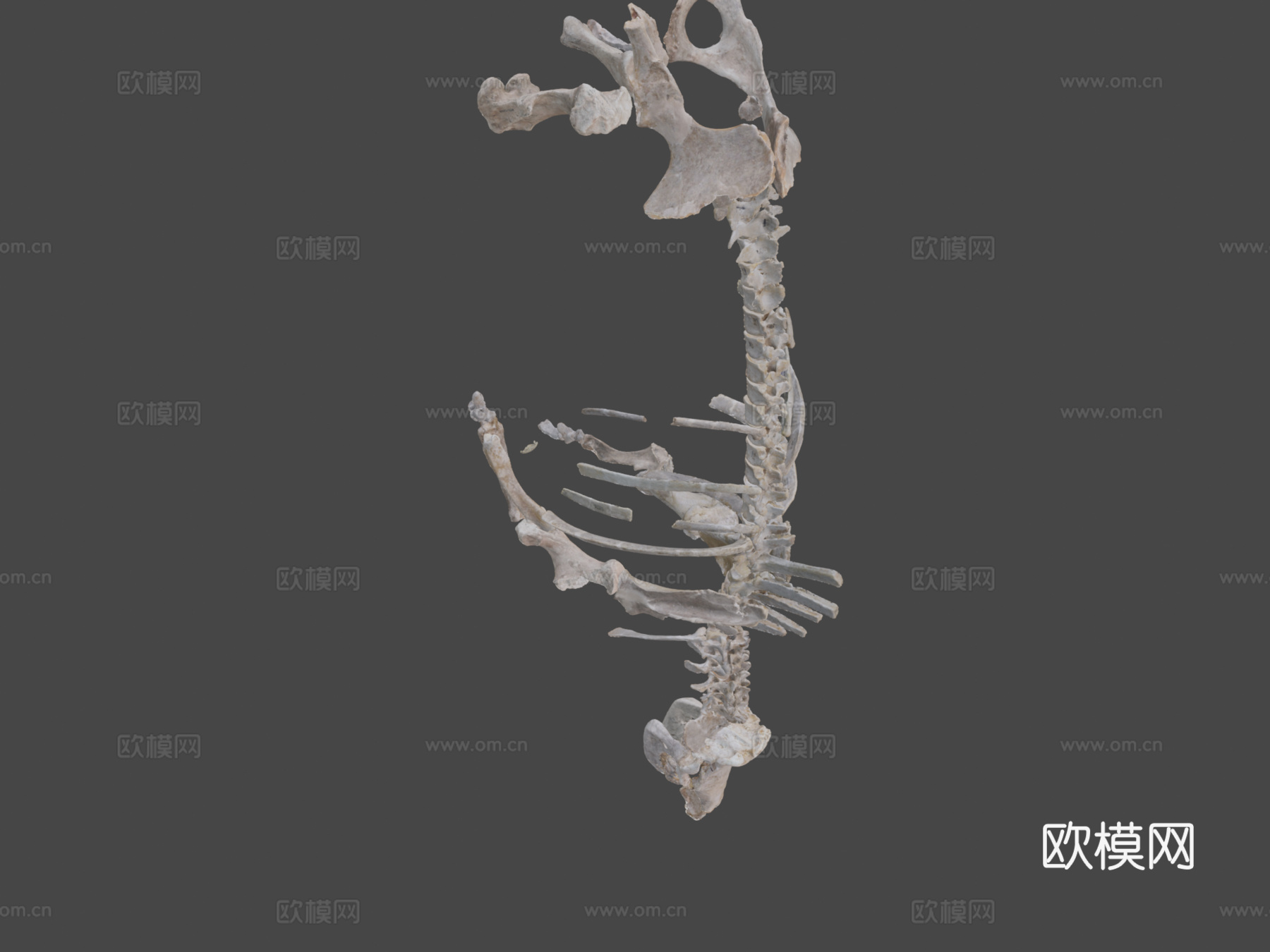 披毛犀3d模型下载（渲染图7）