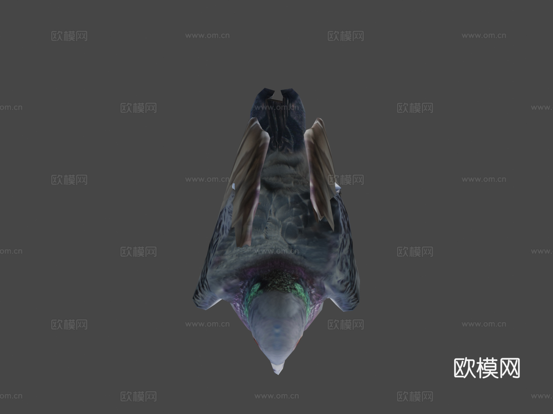 鸽子3d模型下载（渲染图5）
