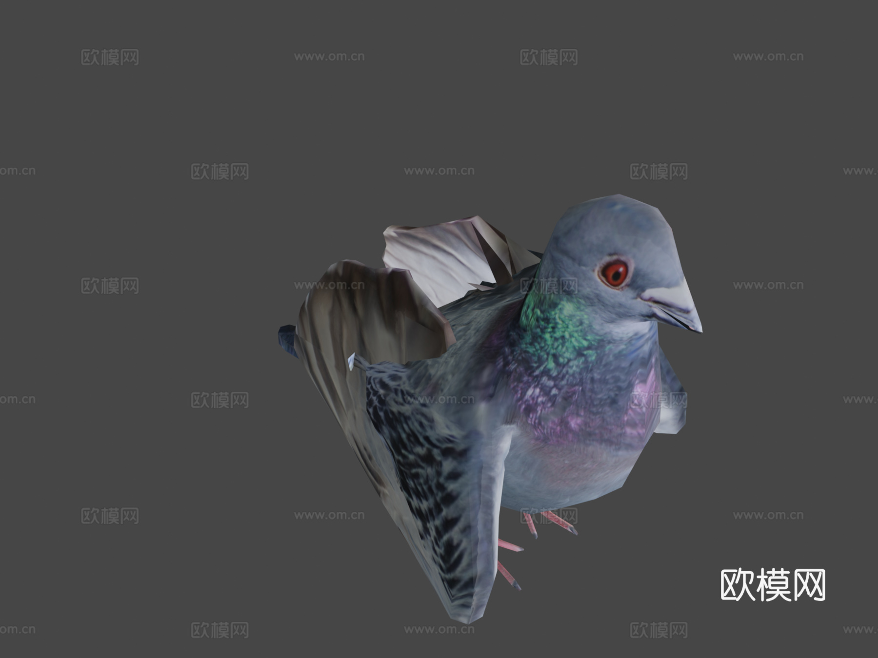鸽子3d模型下载（渲染图8）