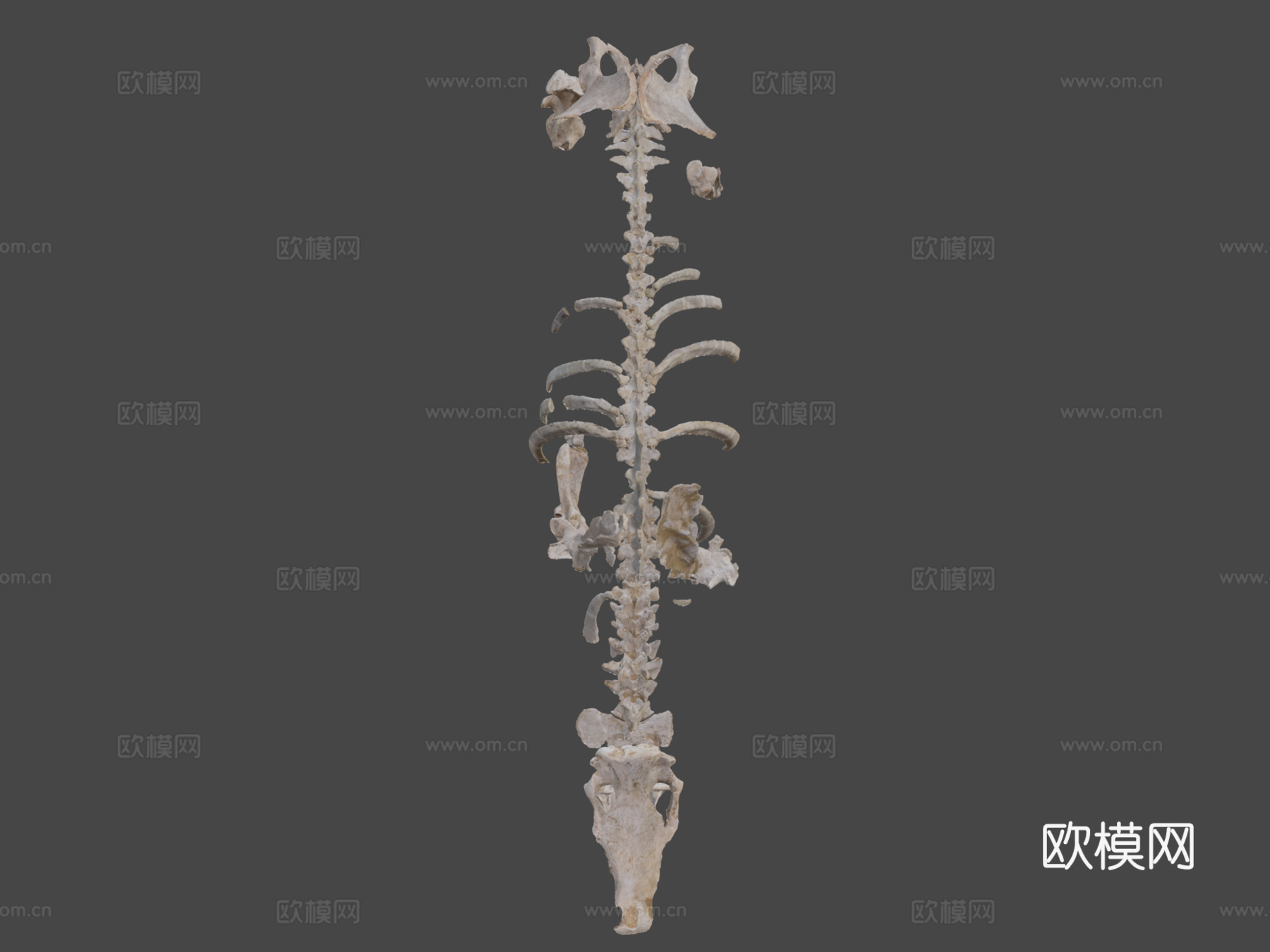披毛犀3d模型下载（渲染图6）
