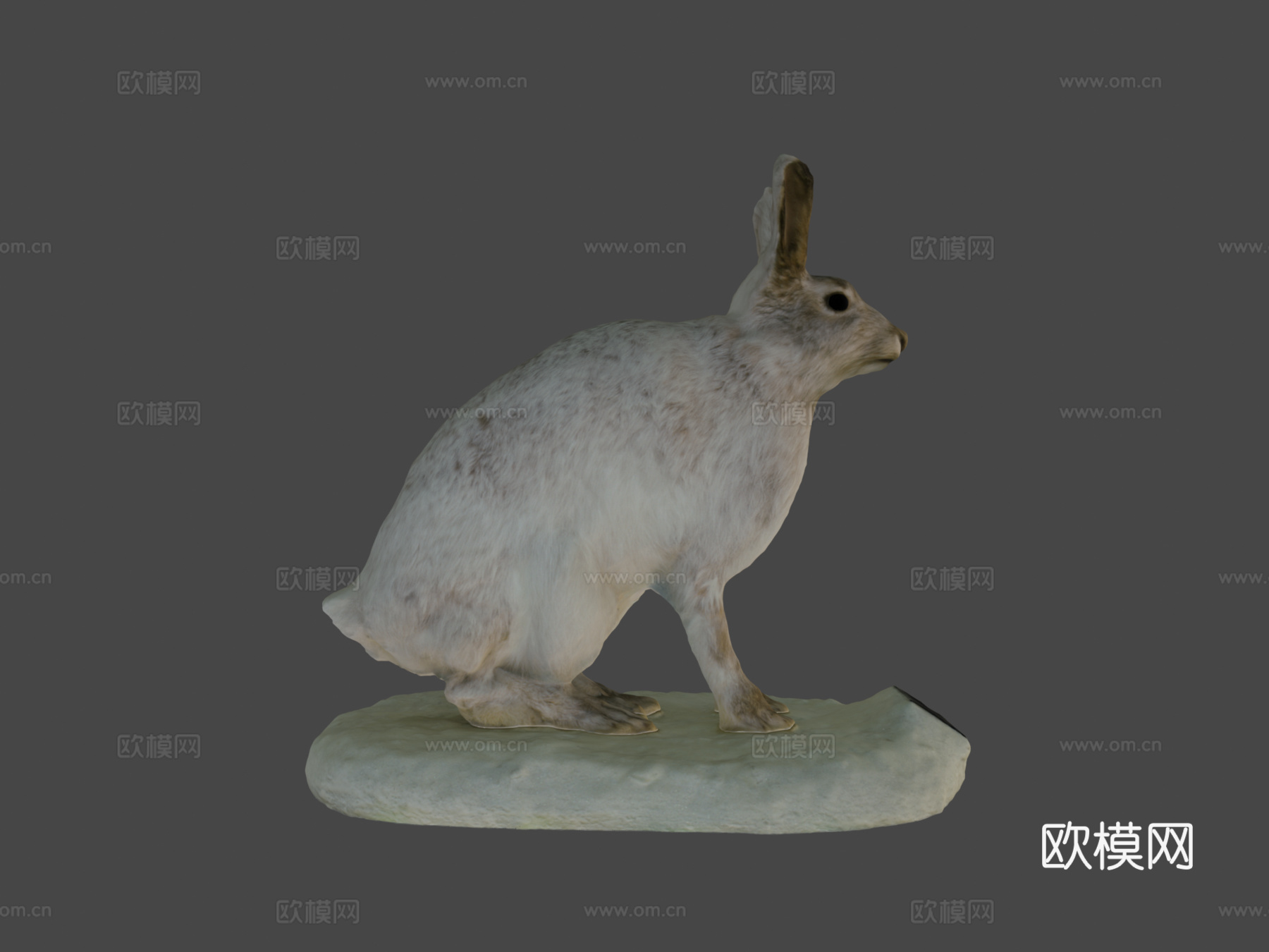 NSMT-M_32036雪鞋野兔（标本）3d模型下载（渲染图8）