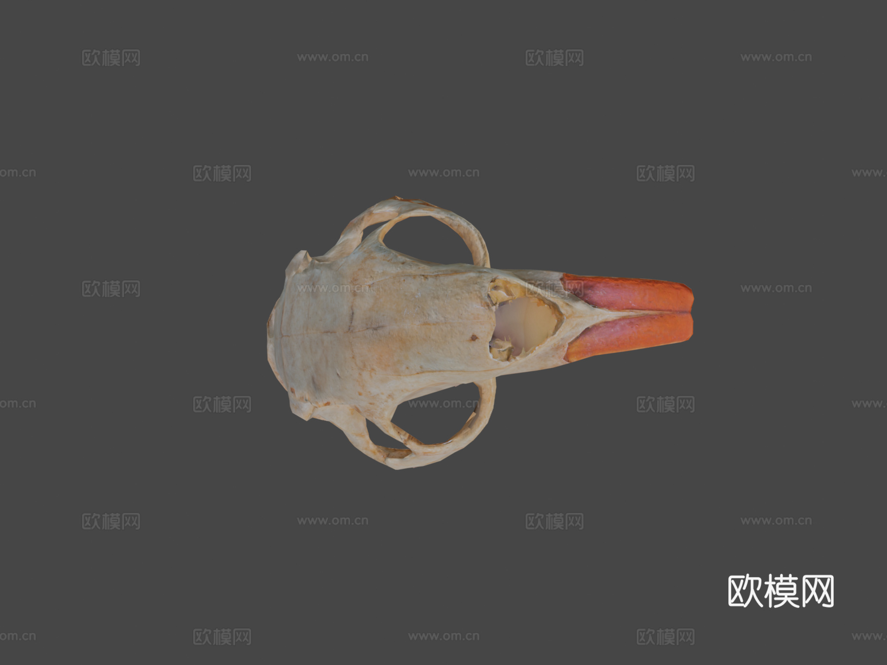 写实风格海狸鼠头骨低多边形3d模型下载（渲染图5）