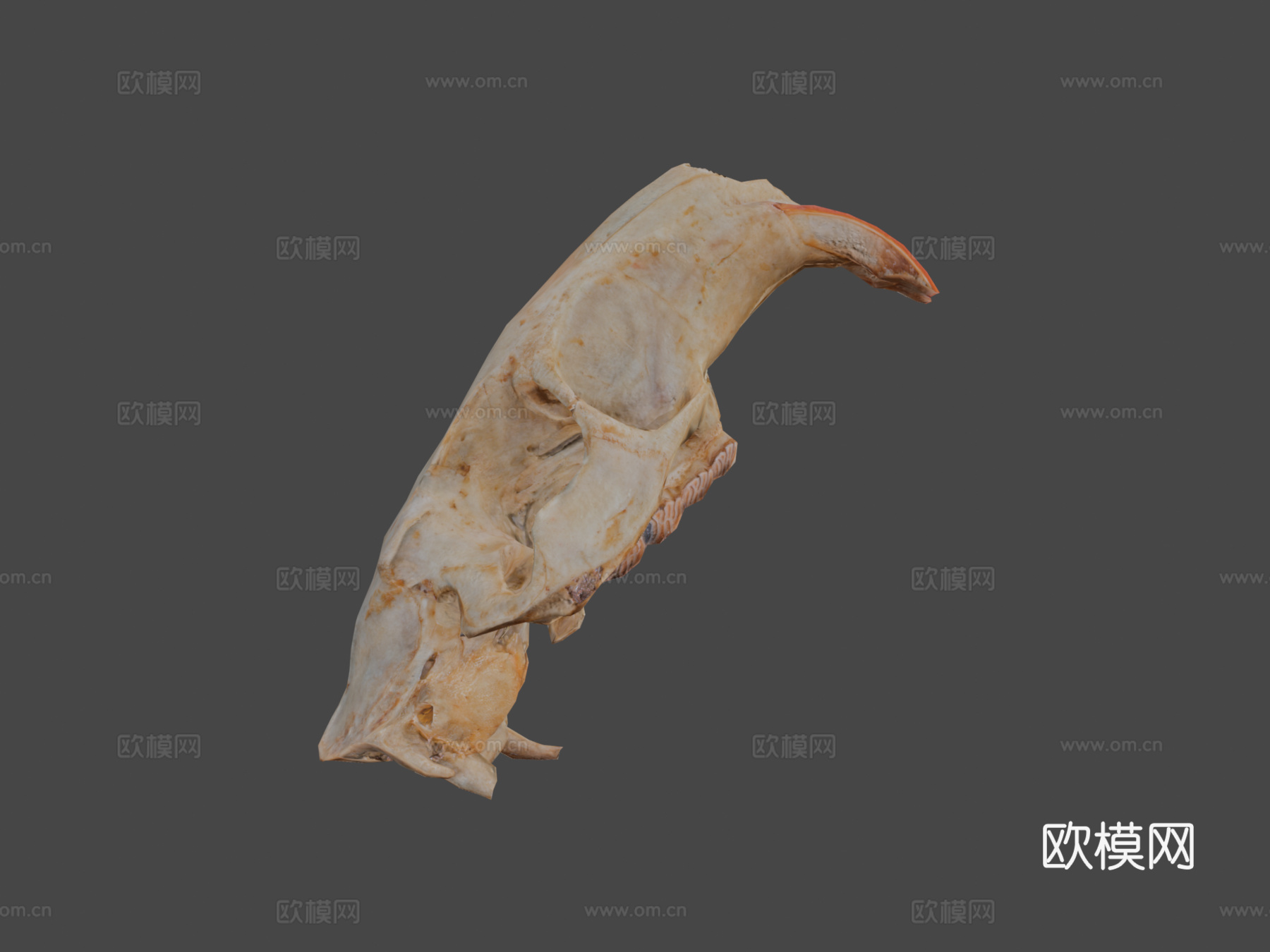 写实风格海狸鼠头骨低多边形3d模型下载（渲染图6）