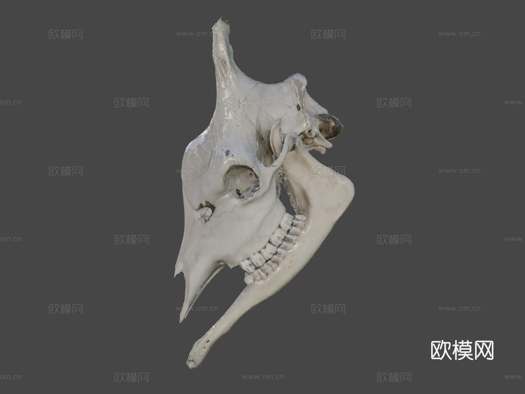 长颈鹿头骨3d模型下载（渲染图8）
