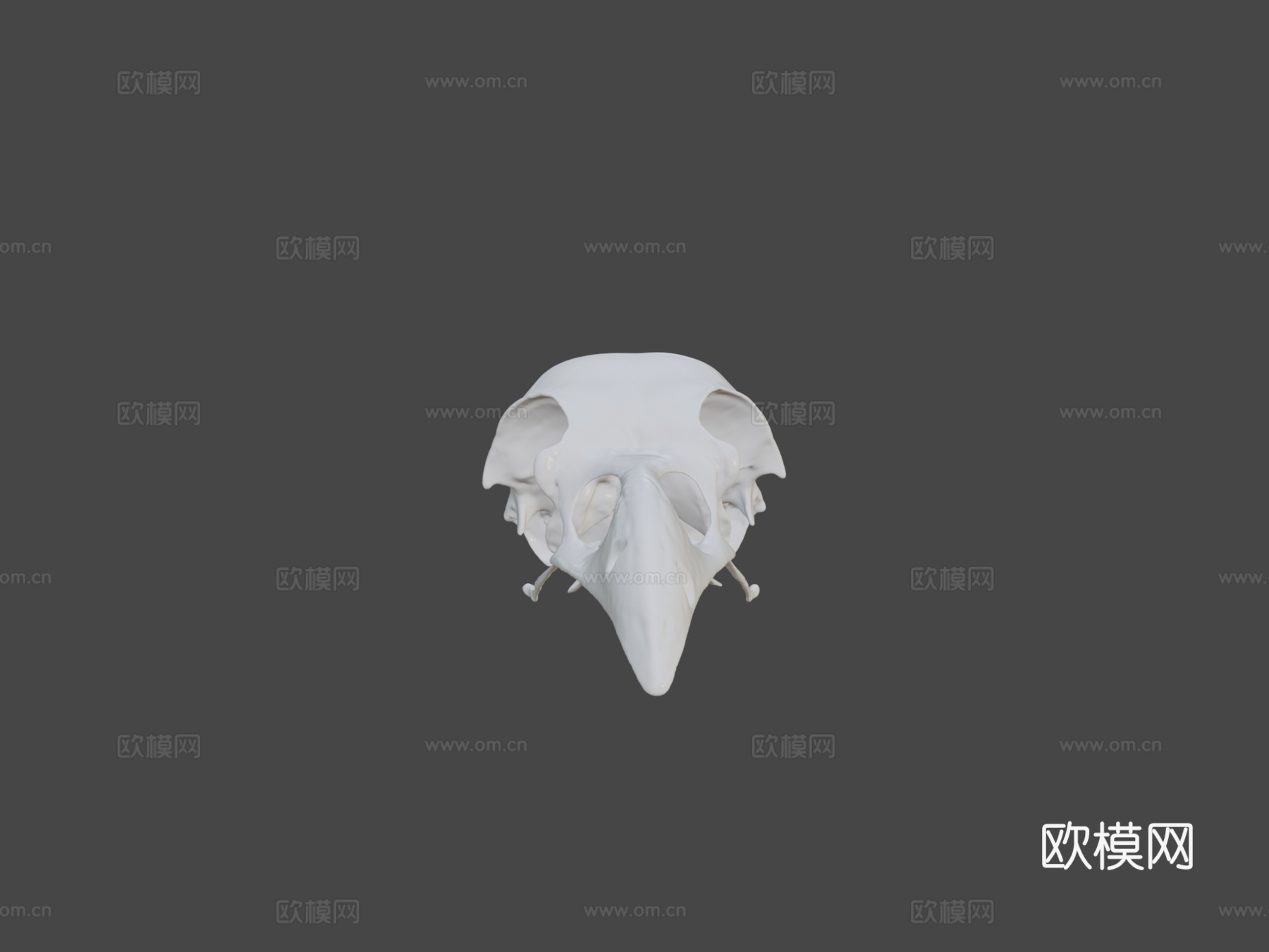 IMNH R-1349普通渡鸦头骨3d模型下载（渲染图5）