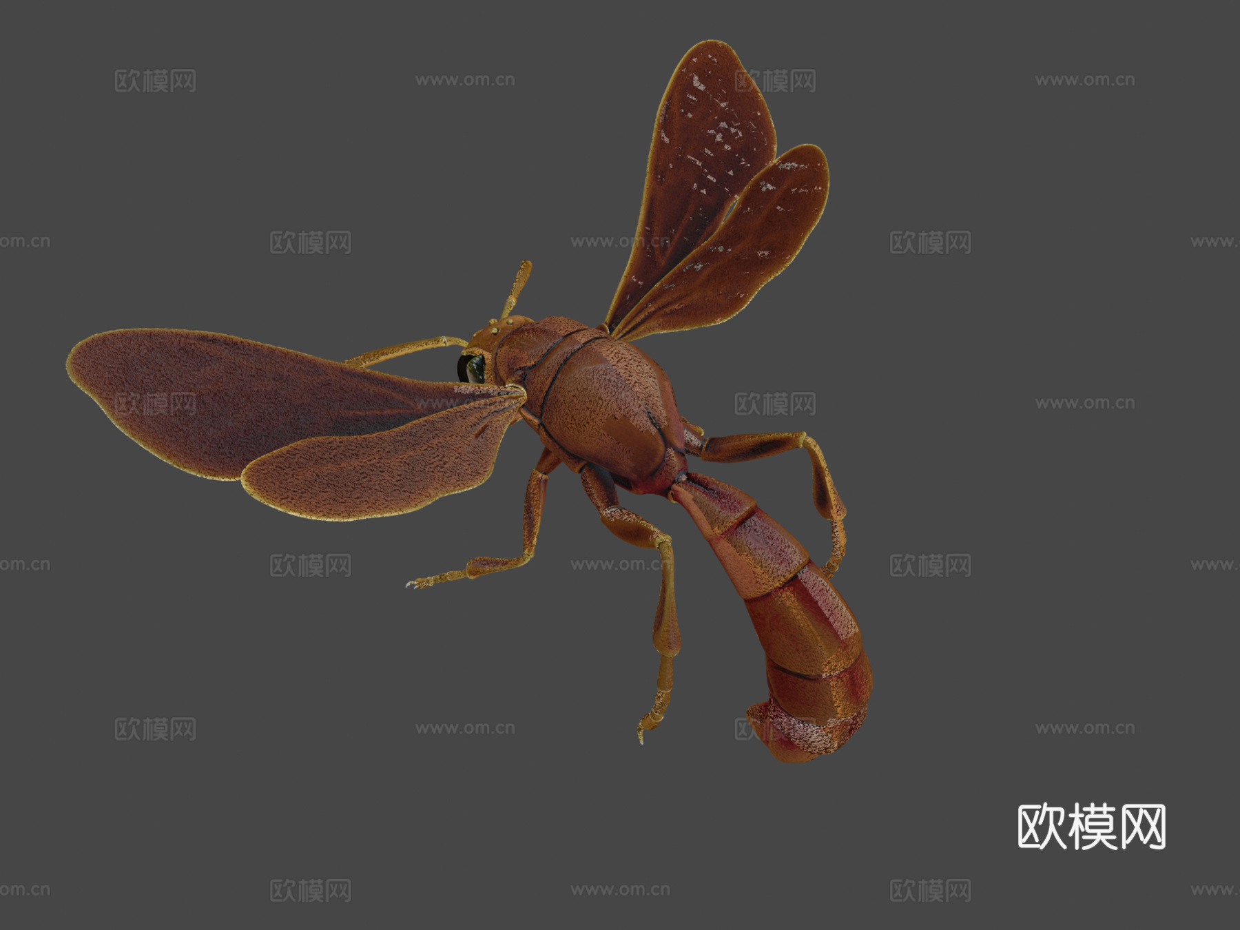 昆虫3d模型下载（渲染图8）