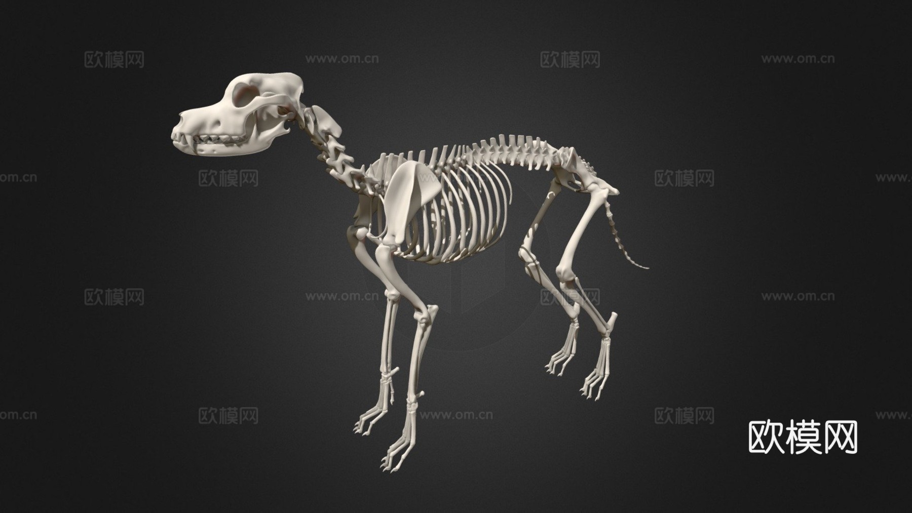 大丹犬-骨架3d模型下载（渲染图1）