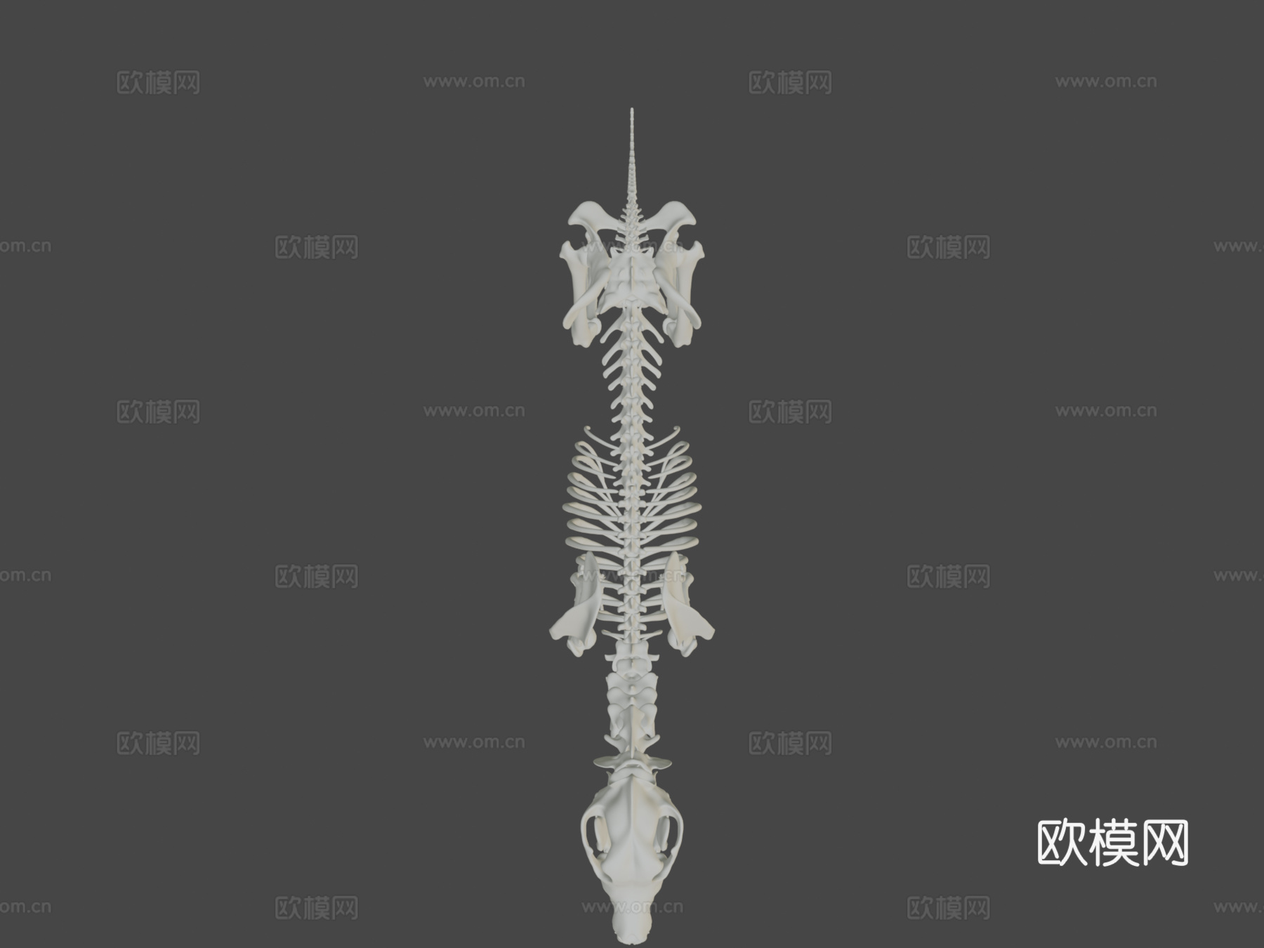 大丹犬-骨架3d模型下载（渲染图7）