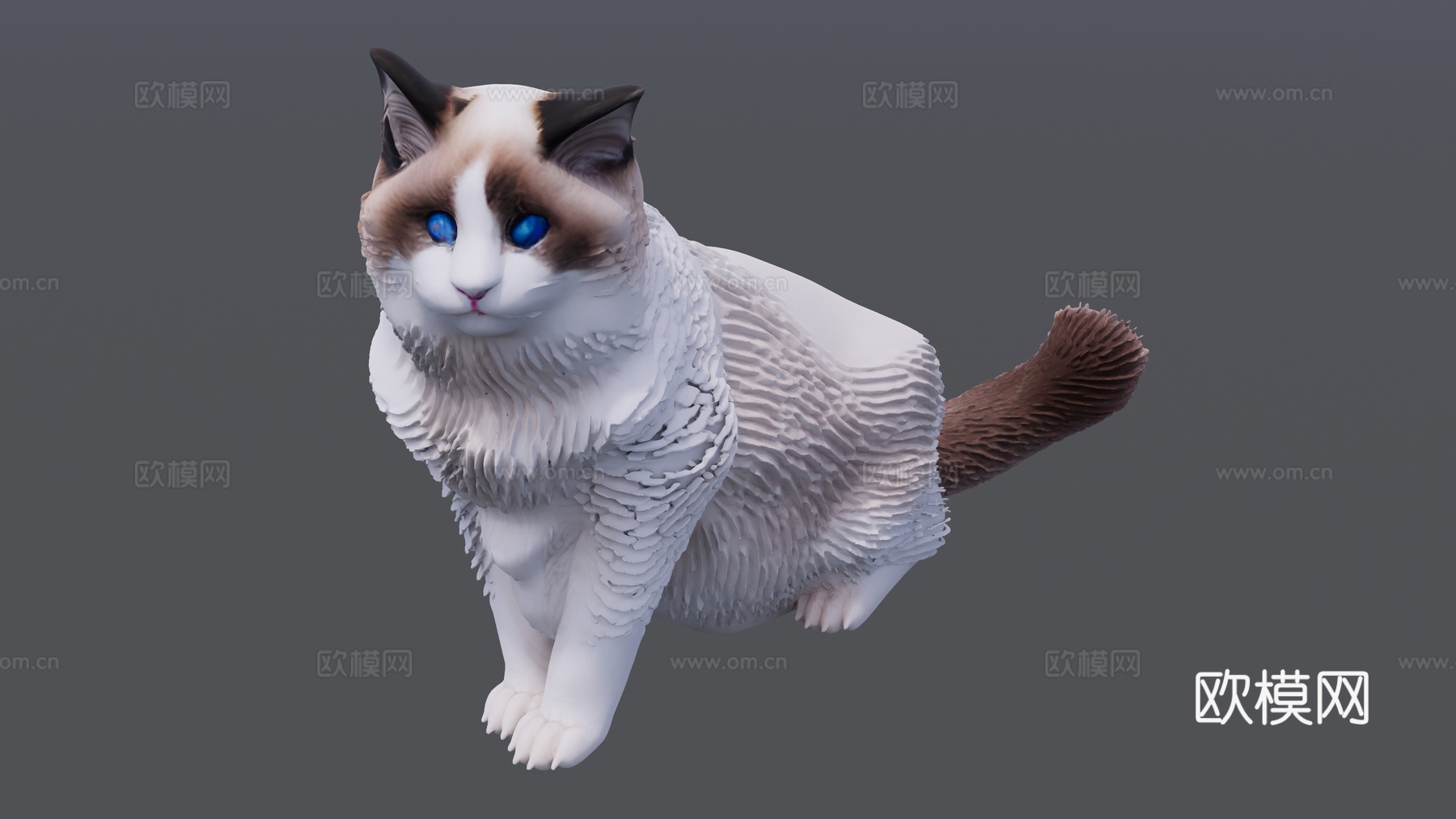 蓝眼睛的小猫咪su模型