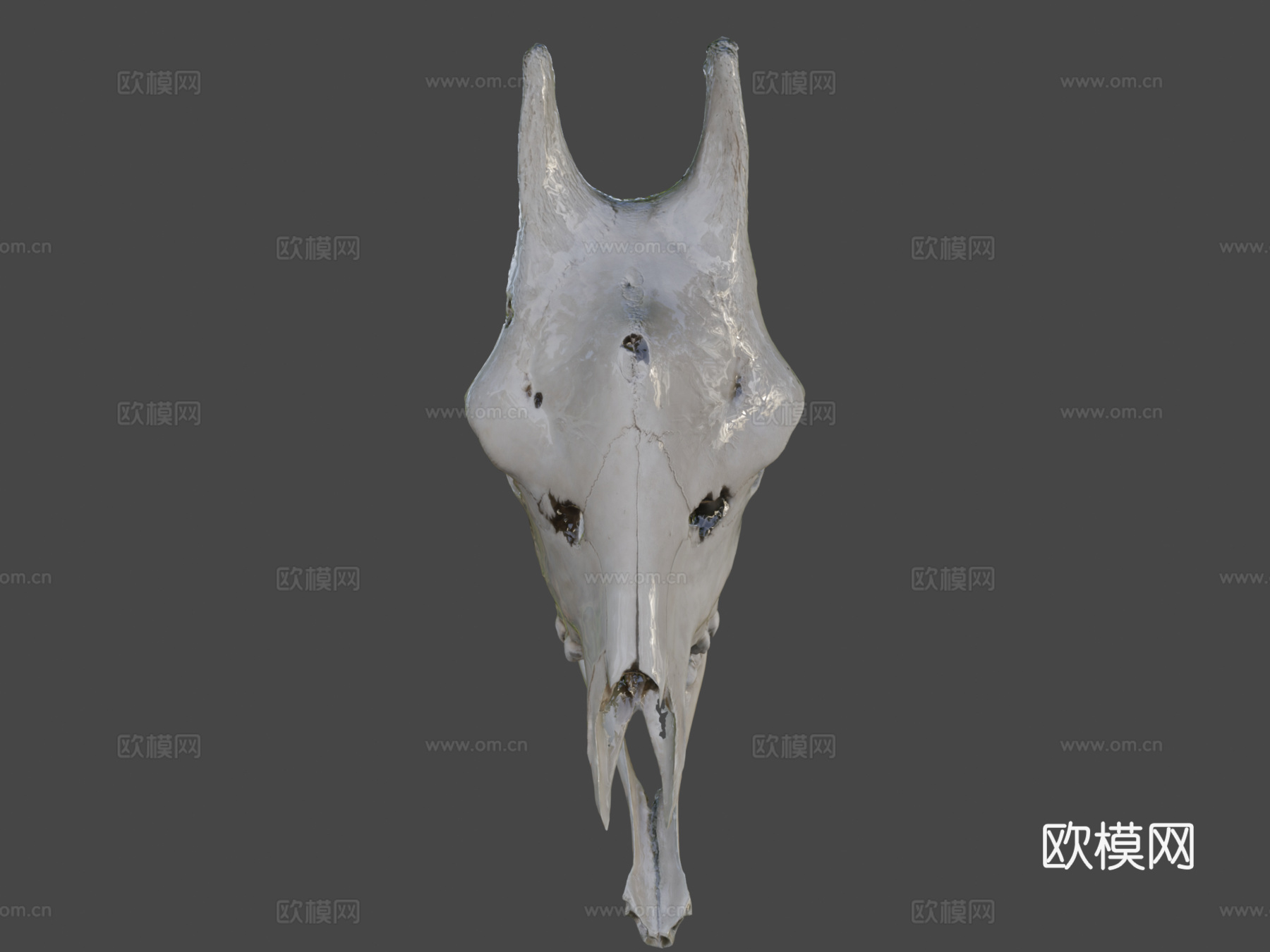 长颈鹿头骨3d模型下载（渲染图5）