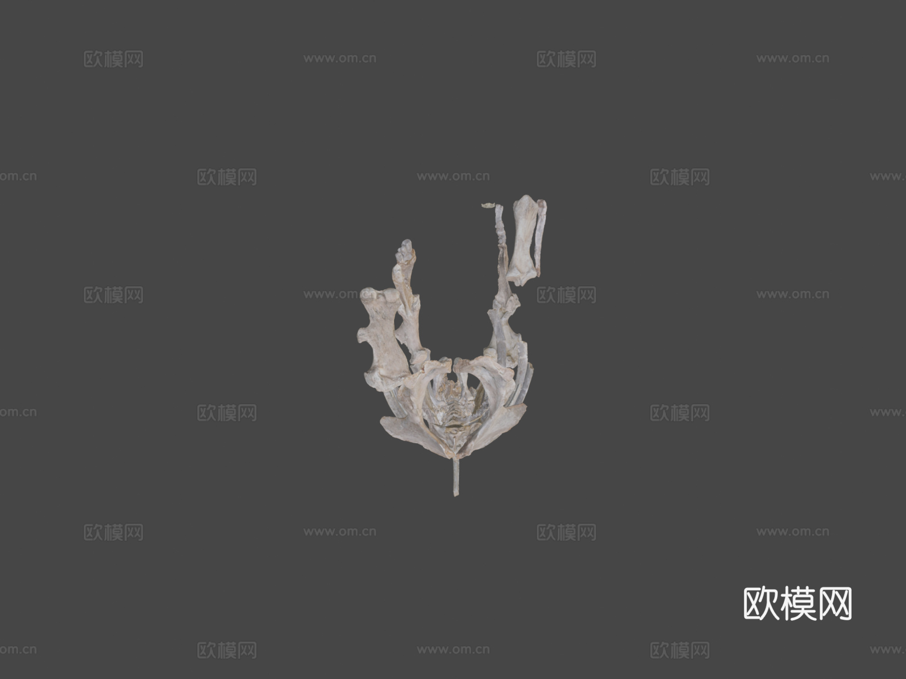 披毛犀3d模型下载（渲染图5）