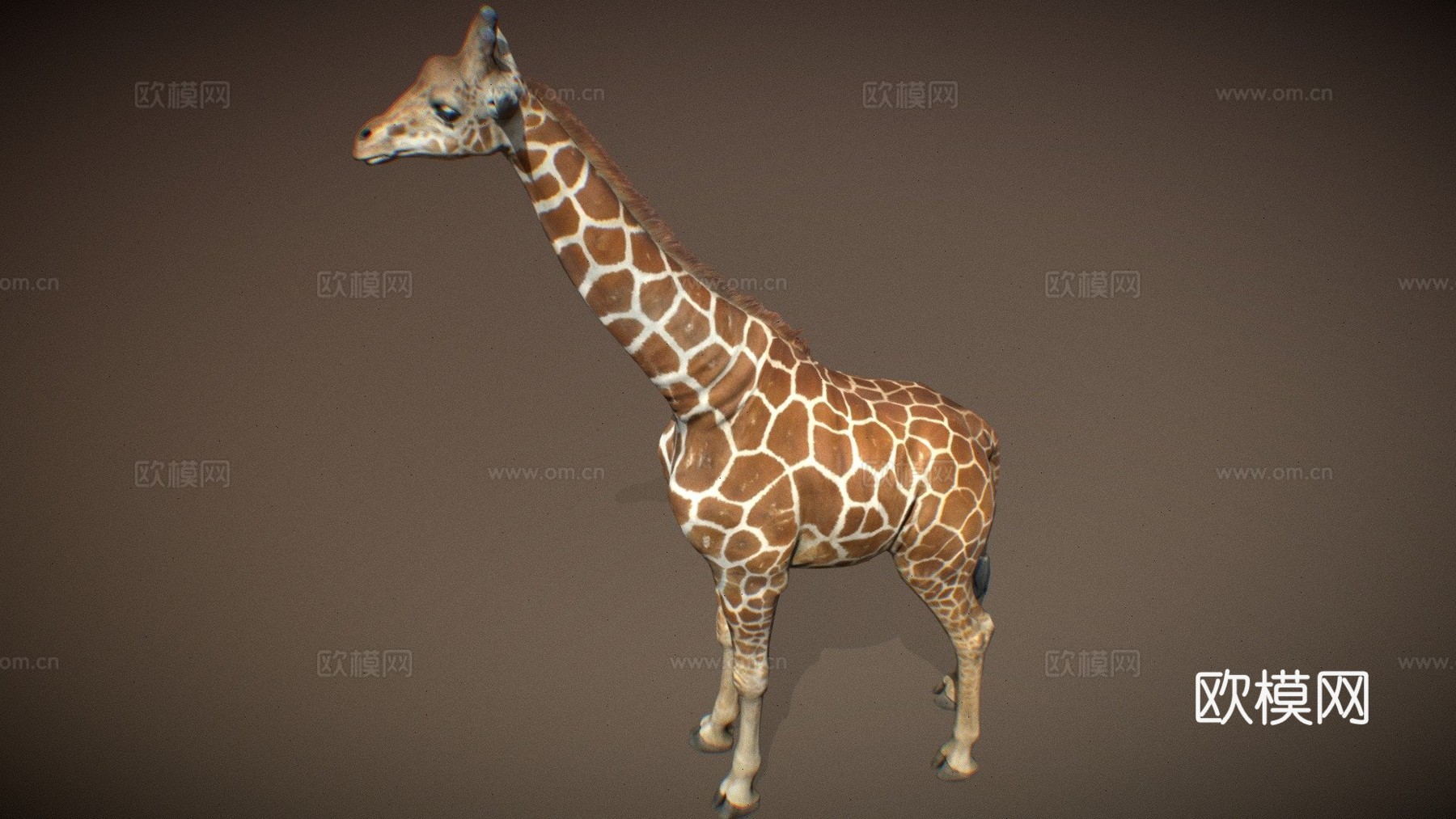 动物界-长颈鹿3d模型下载（渲染图1）