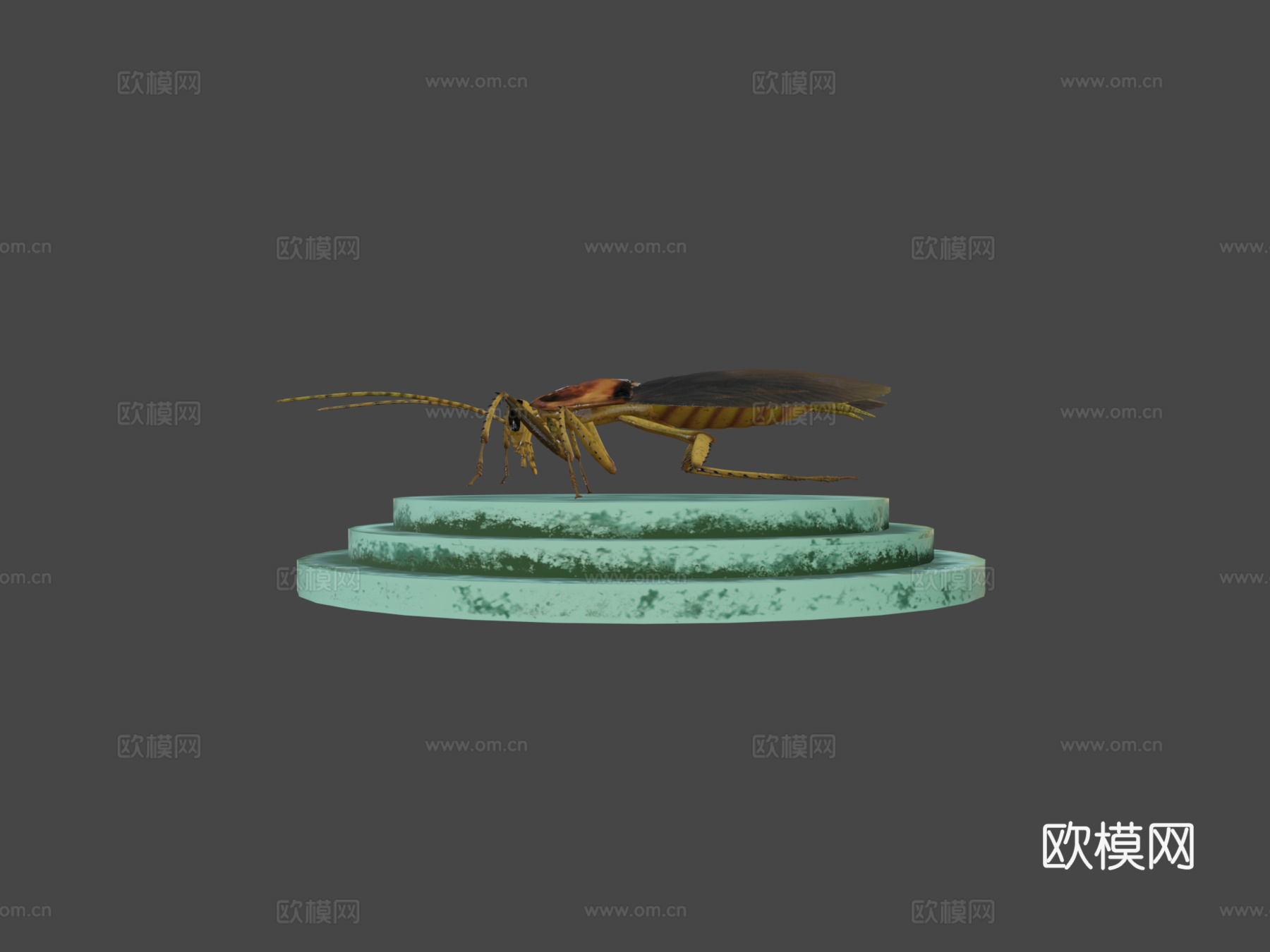 蟑螂3d模型下载（渲染图5）