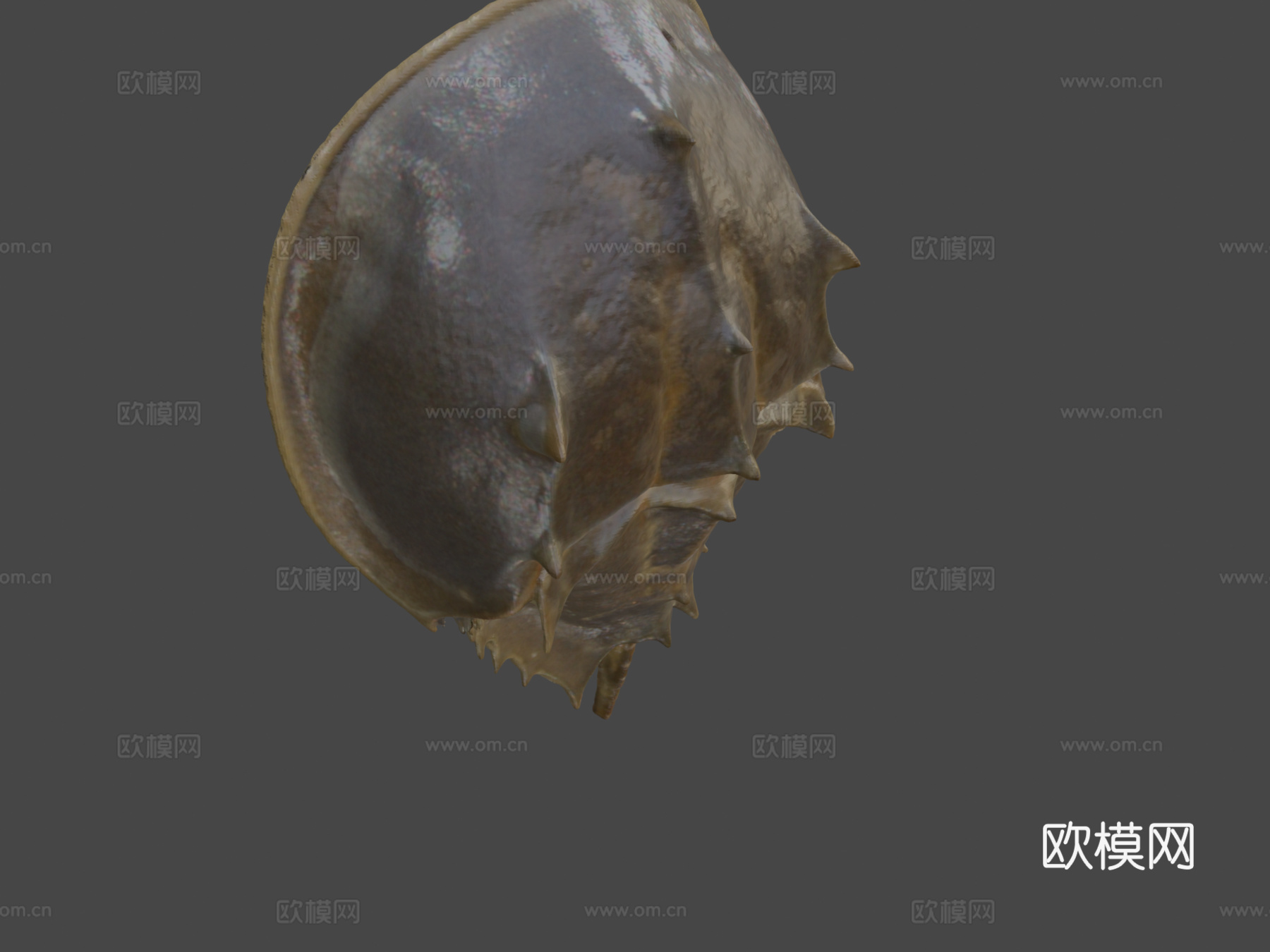 大西洋鲎3d模型下载（渲染图8）