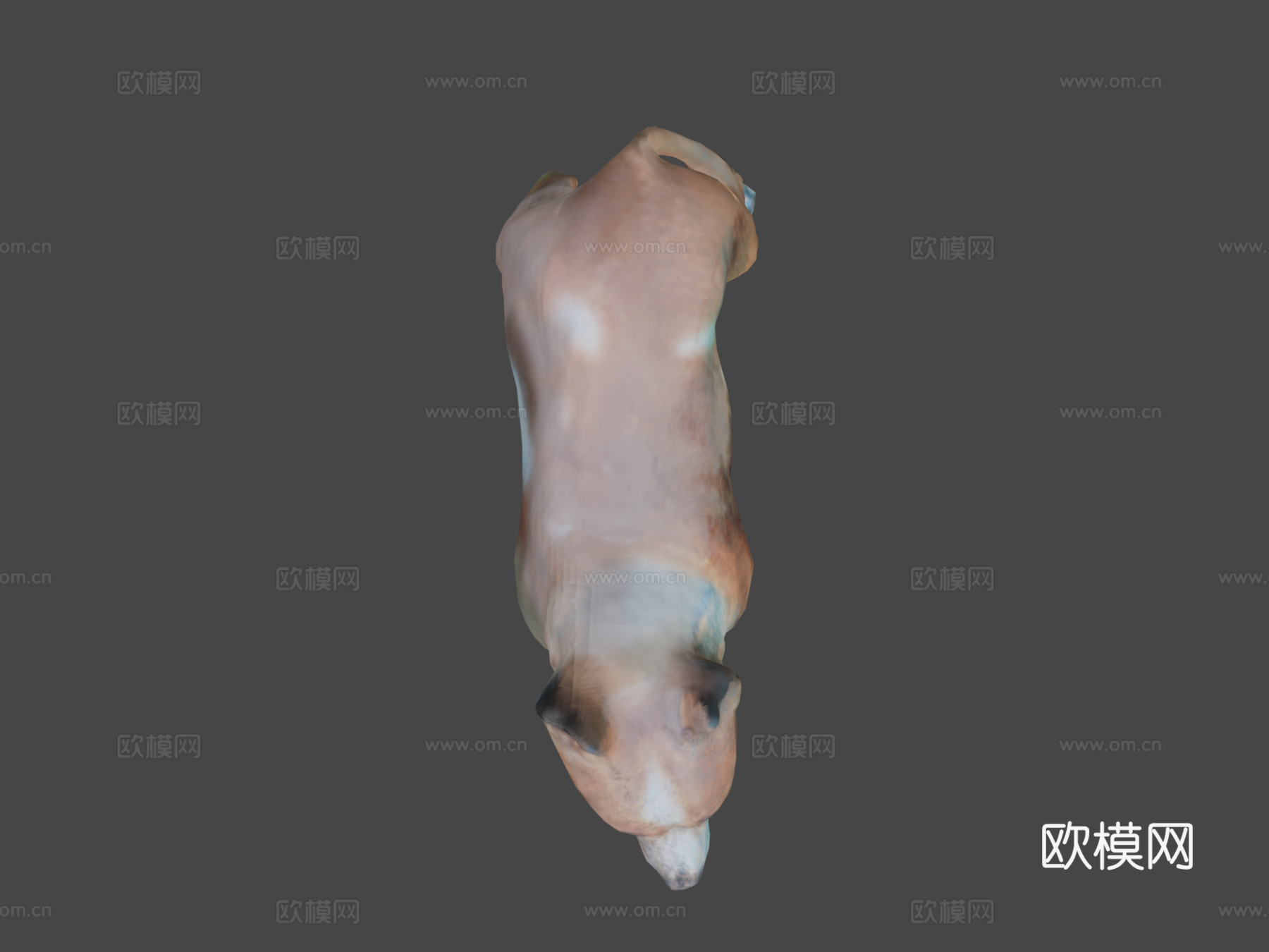 比特犬3d模型下载（渲染图5）