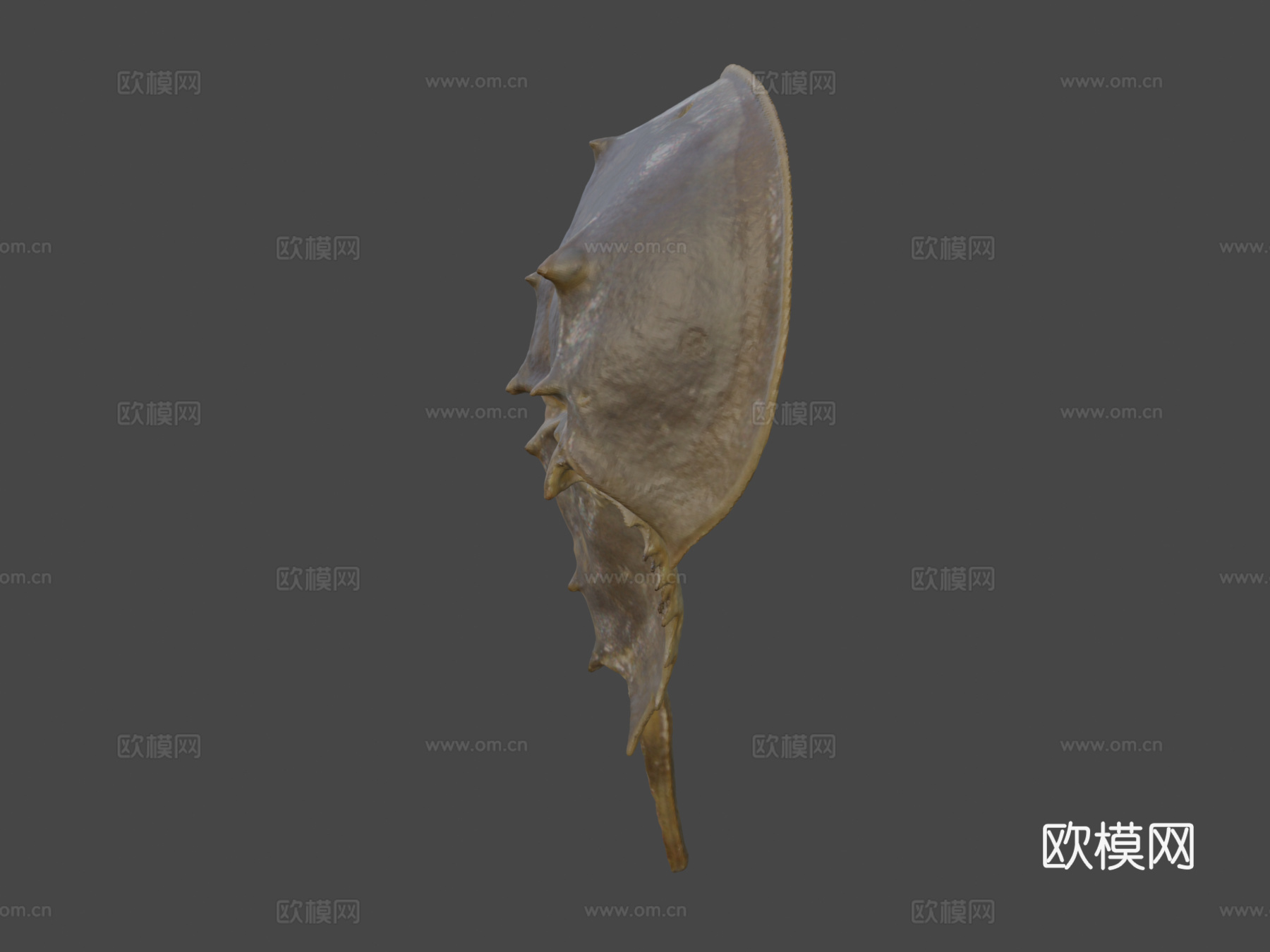 大西洋鲎3d模型下载（渲染图6）