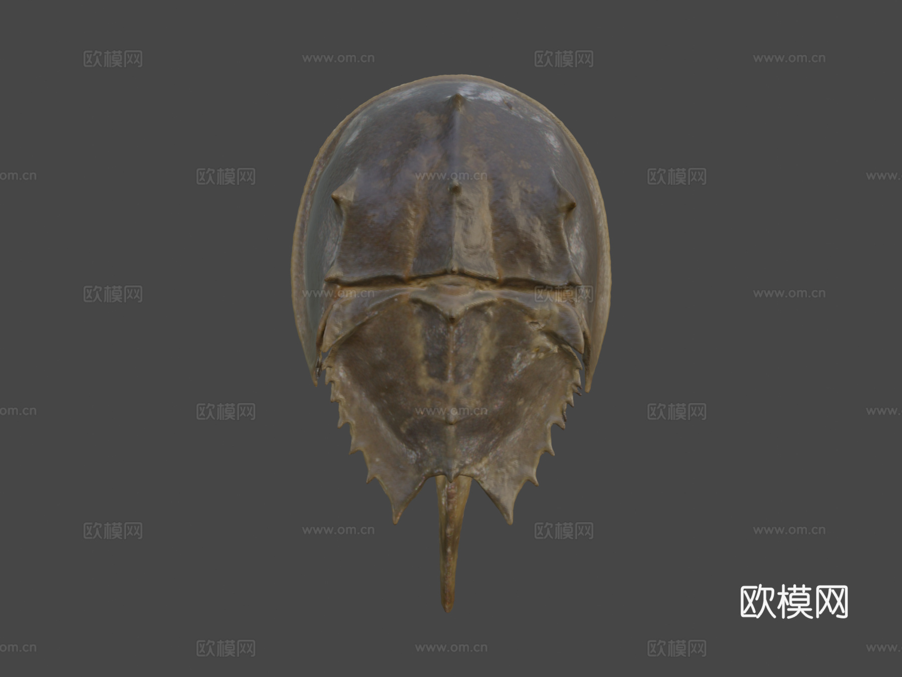 大西洋鲎3d模型下载（渲染图7）