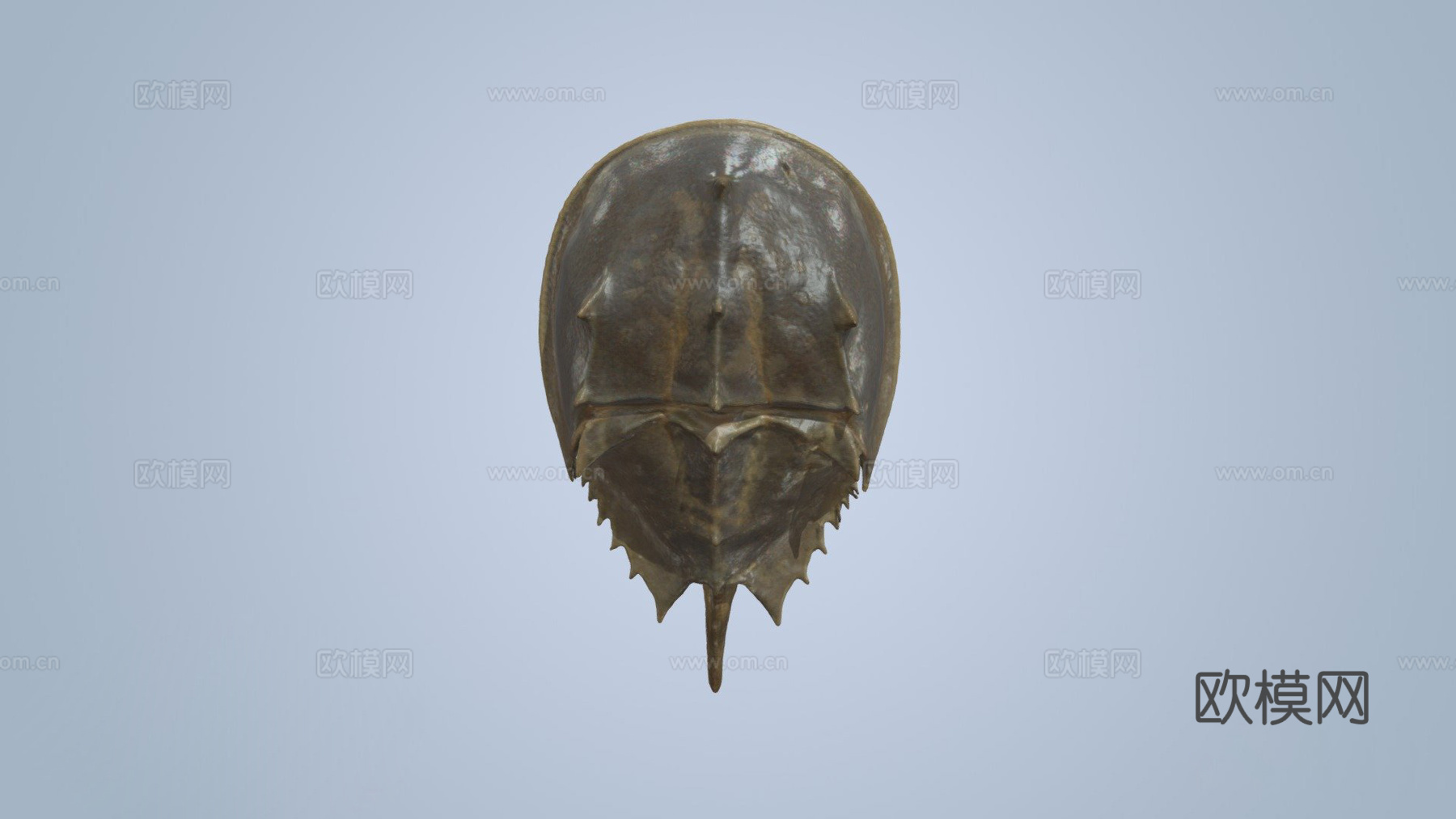 大西洋鲎3d模型下载（渲染图1）