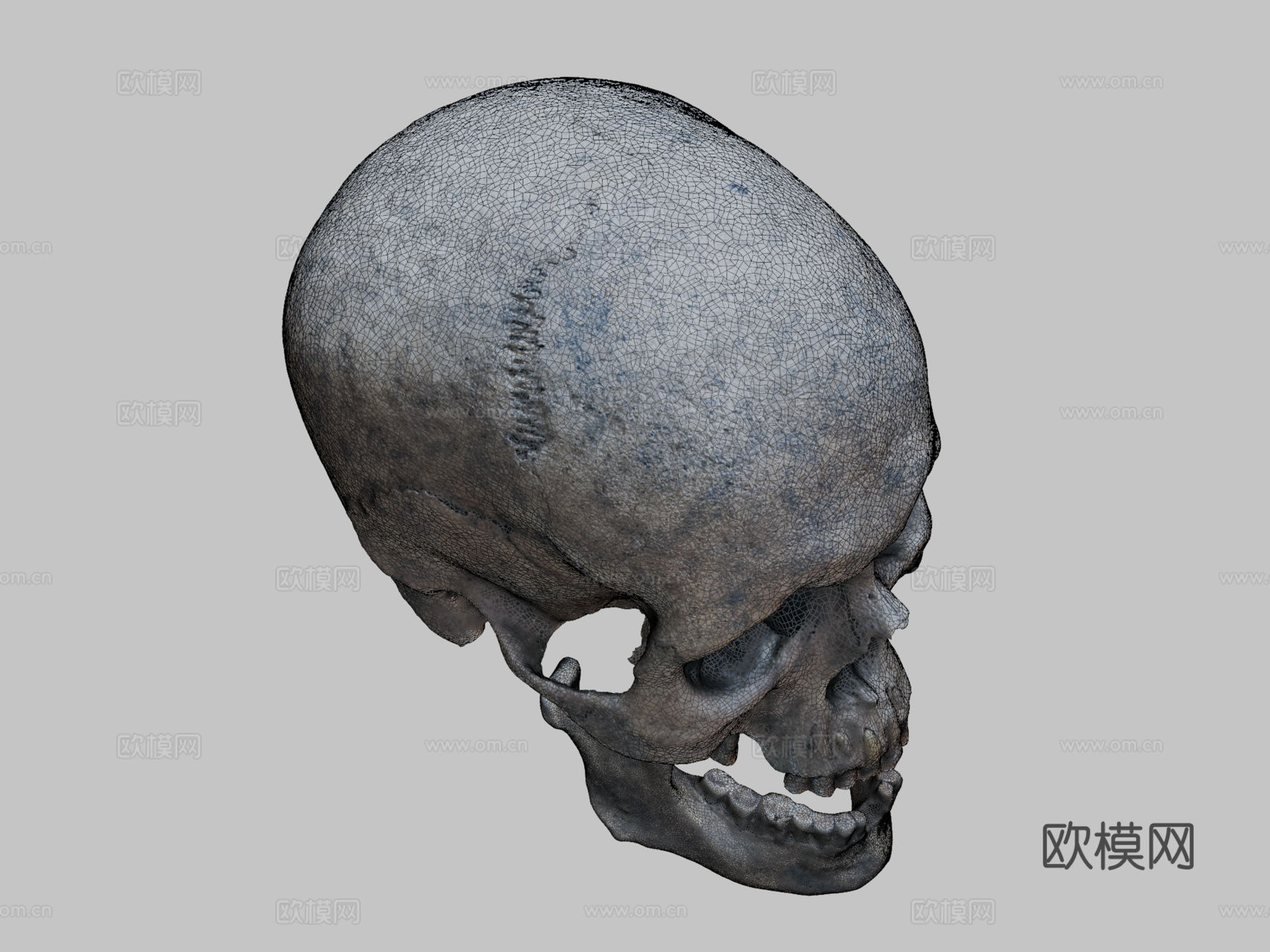 成年头骨3d模型3d模型下载（渲染图2）