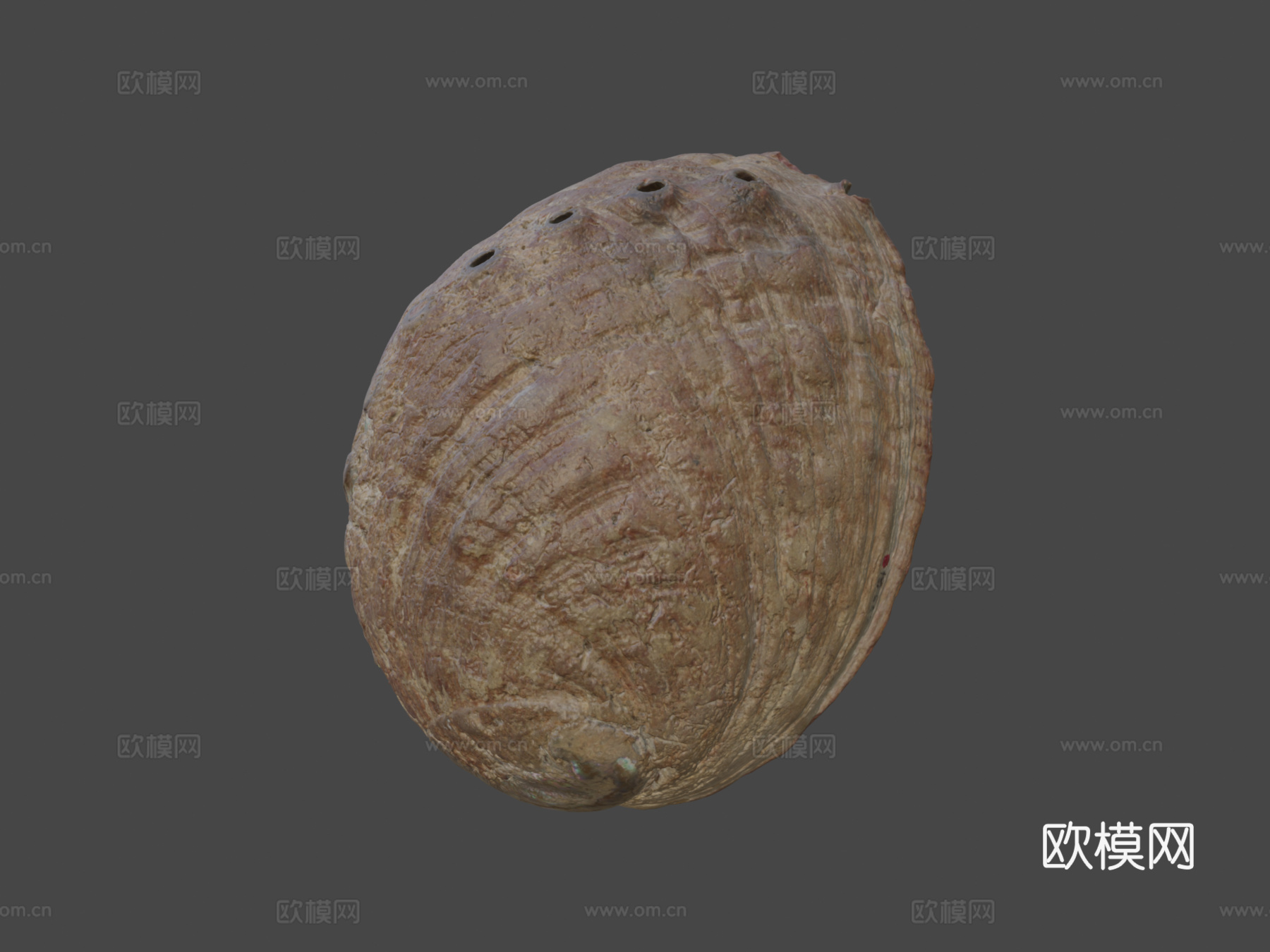 鲍鱼壳3d模型下载（渲染图8）