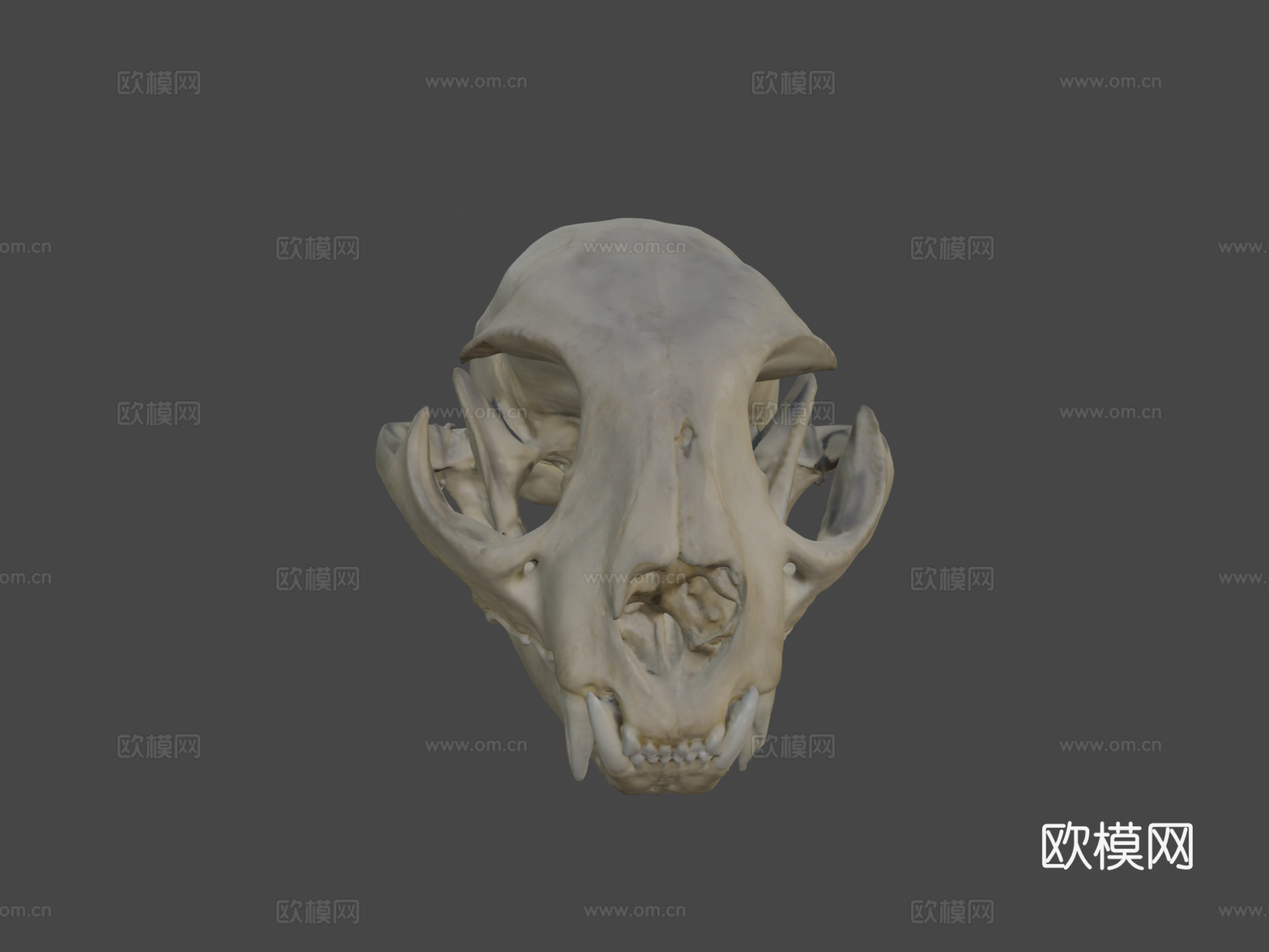 山猫头骨3d模型下载（渲染图7）