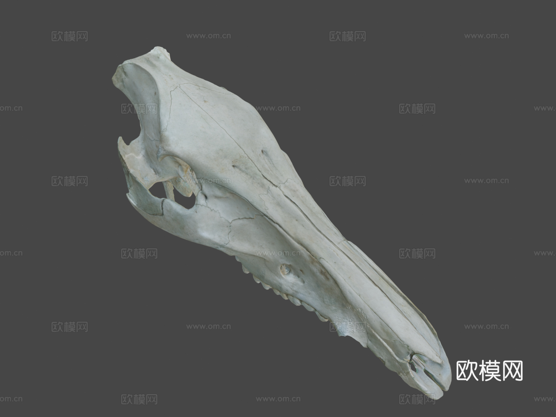 野猪头骨3d模型下载（渲染图8）