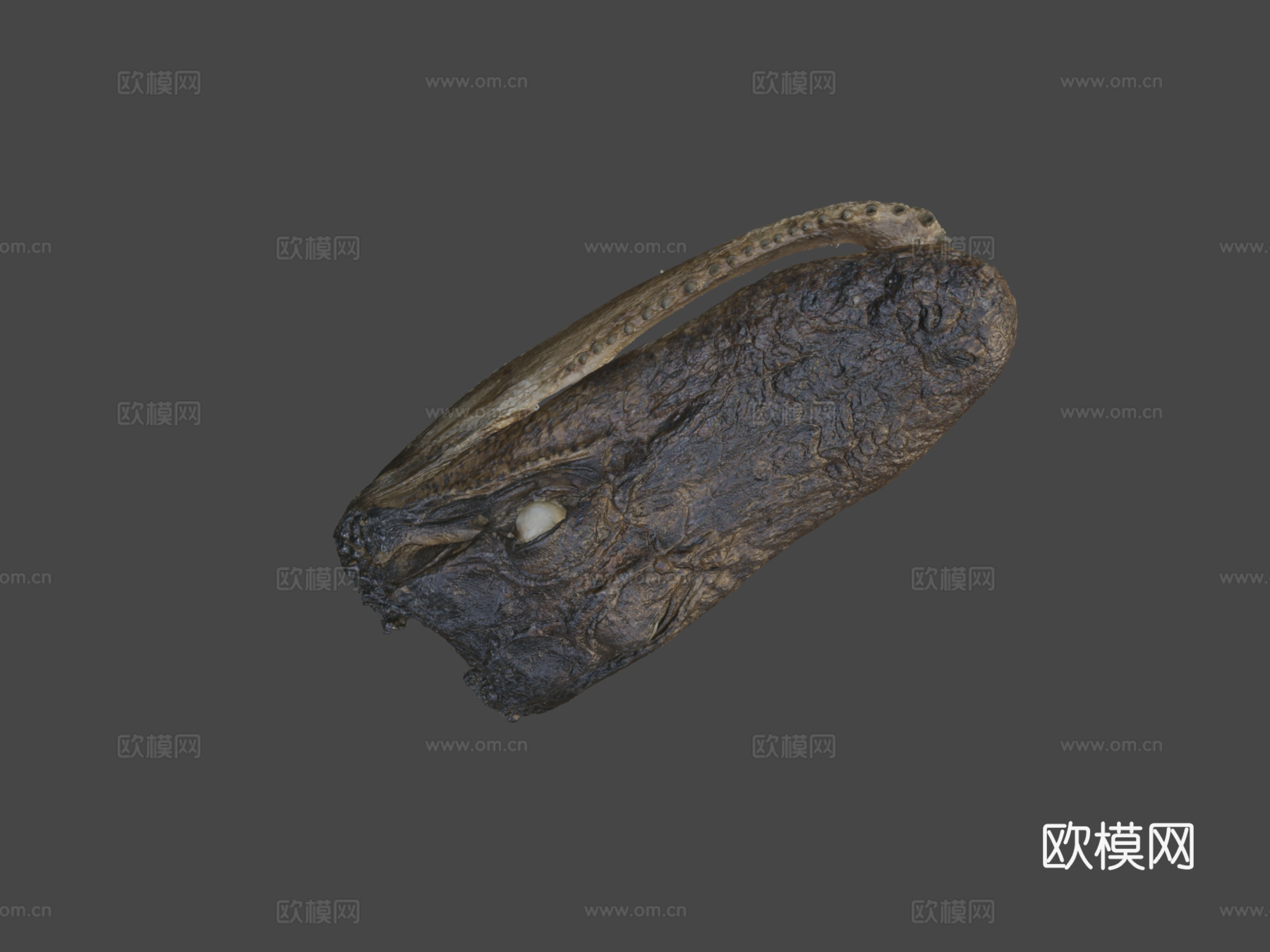 鳄鱼头标本3d模型下载（渲染图7）