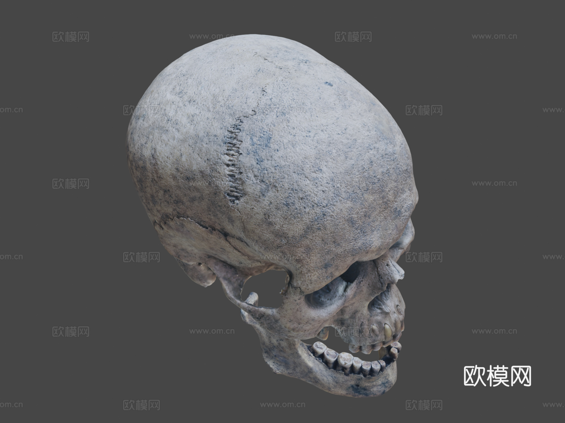 成年头骨3d模型3d模型下载（渲染图1）