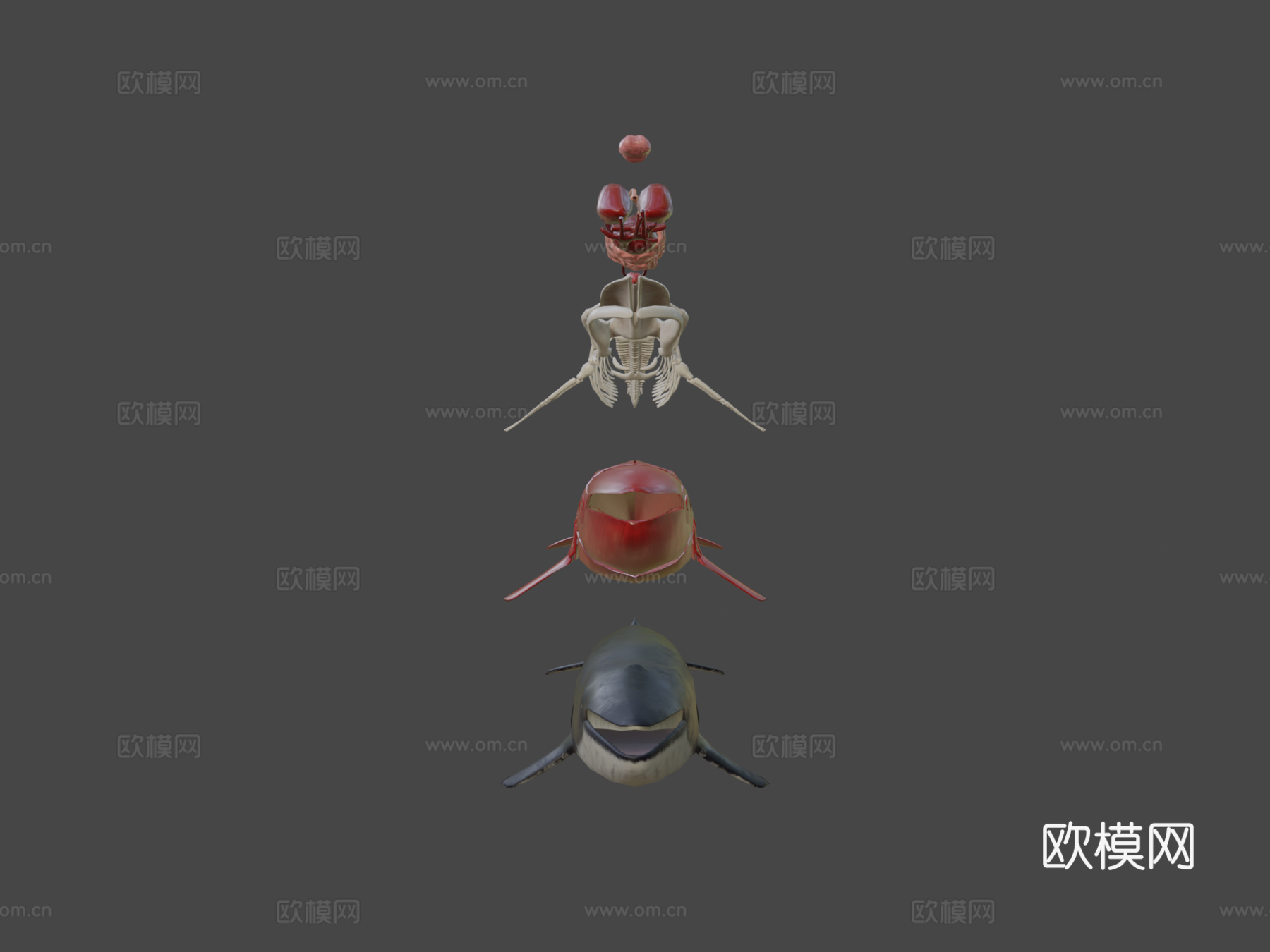 鲸鱼分解3d模型下载（渲染图5）