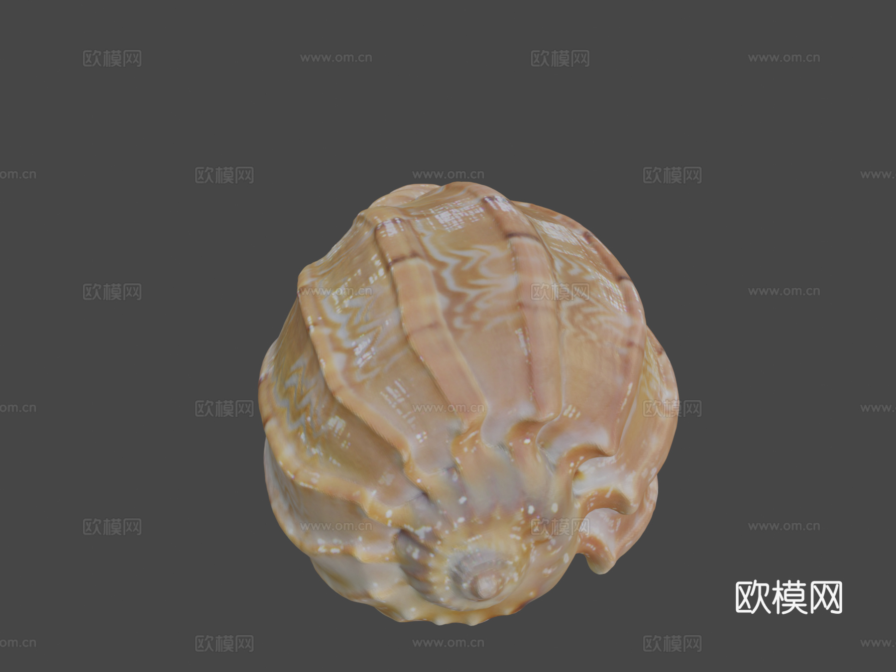 贝壳3d模型下载（渲染图7）