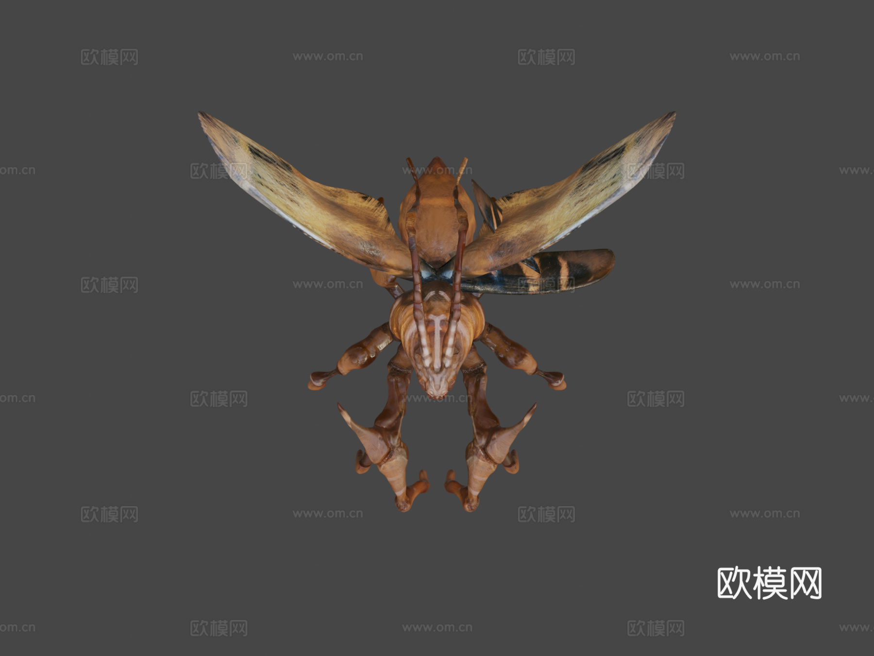 蛾类生物3d模型下载（渲染图6）