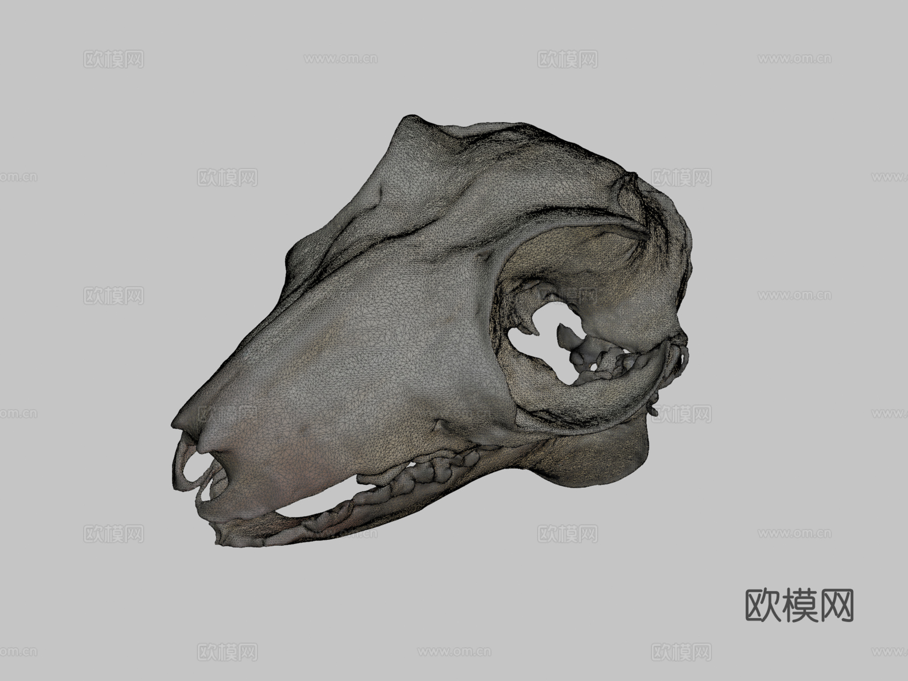 马来飞狐猴头骨3d模型下载（渲染图2）