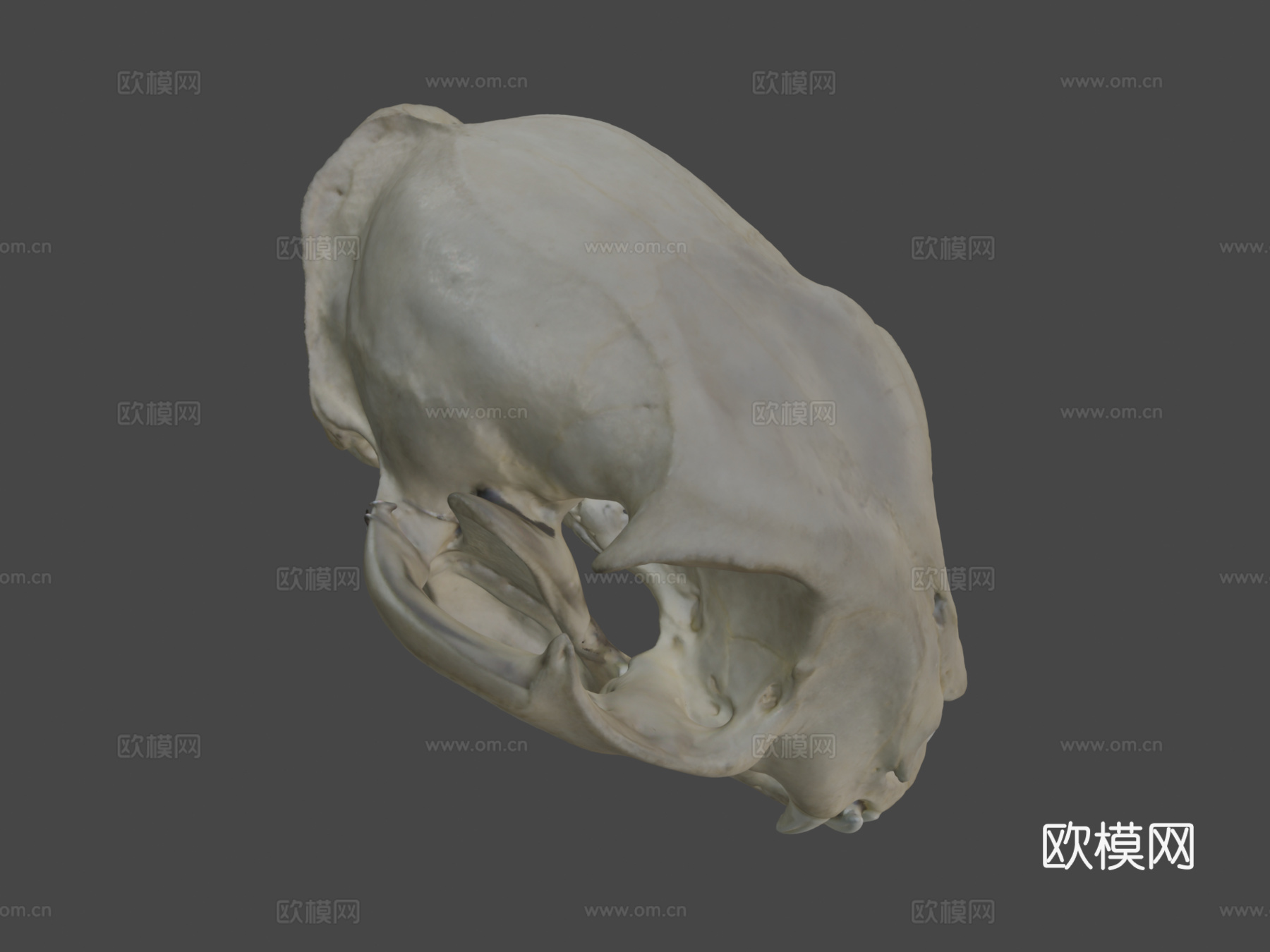 山猫头骨3d模型下载（渲染图8）