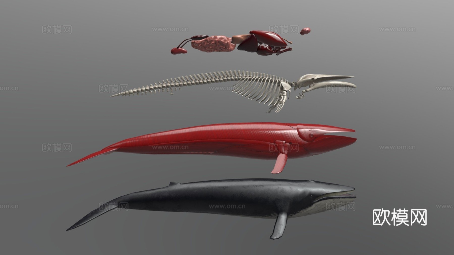 鲸鱼分解3d模型下载（渲染图1）