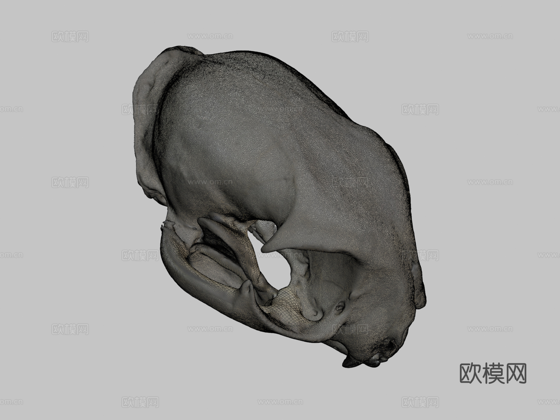 山猫头骨3d模型下载（渲染图2）