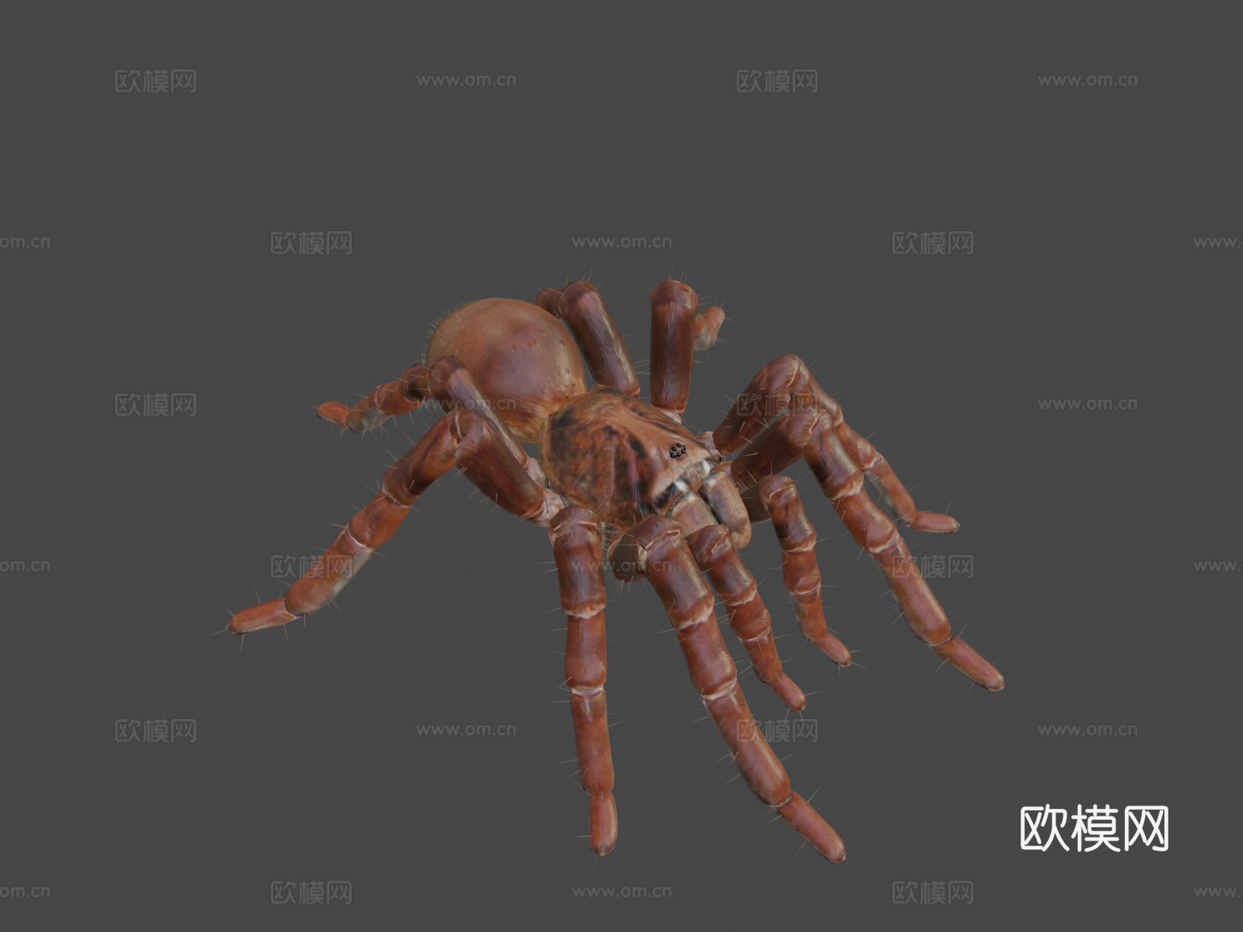 狼蛛巨型蜘蛛3d模型下载（渲染图8）