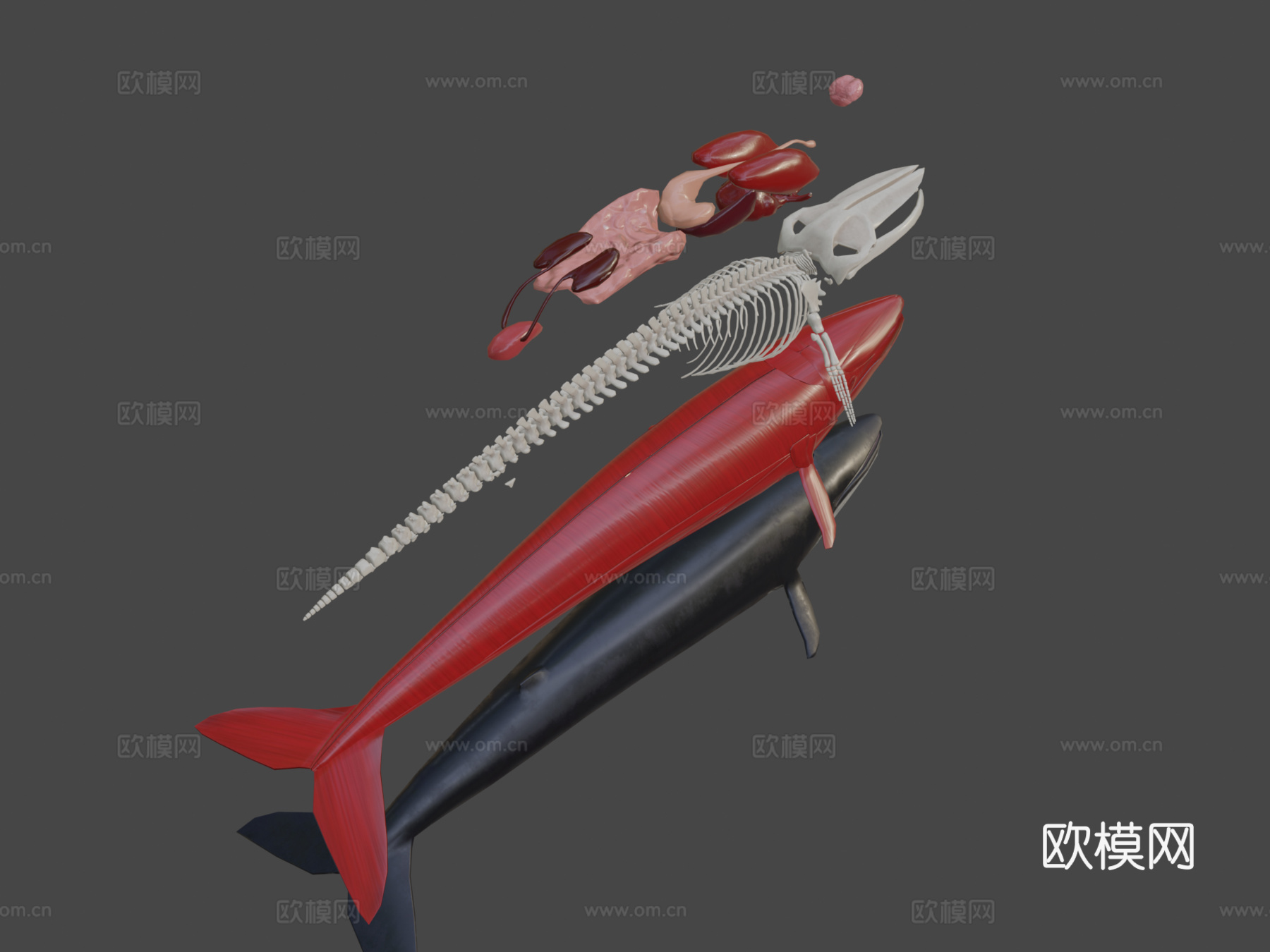 鲸鱼分解3d模型下载（渲染图8）