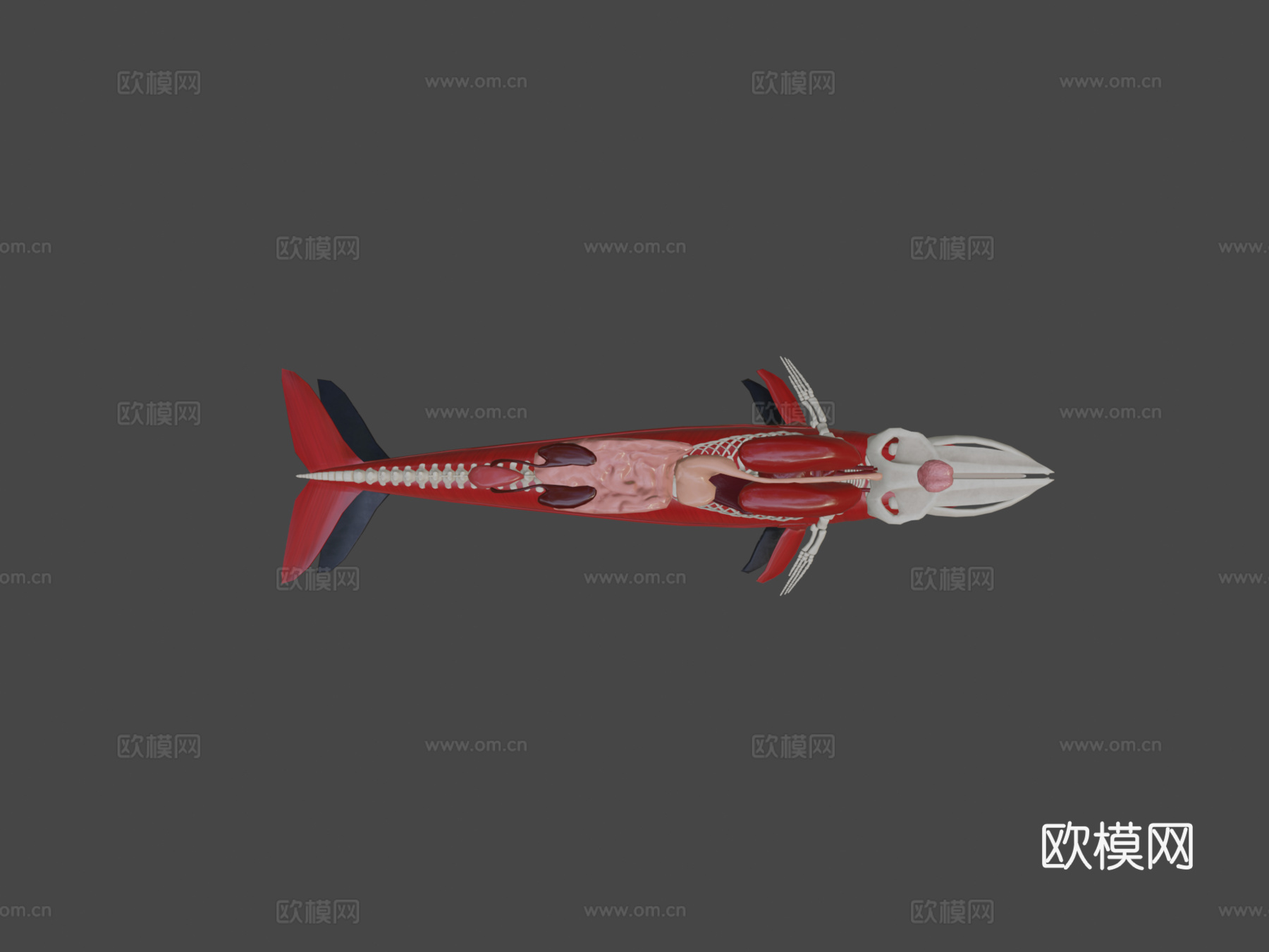 鲸鱼分解3d模型下载（渲染图6）