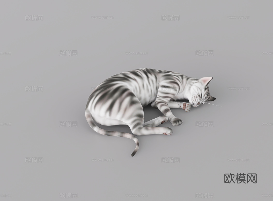 猫su模型