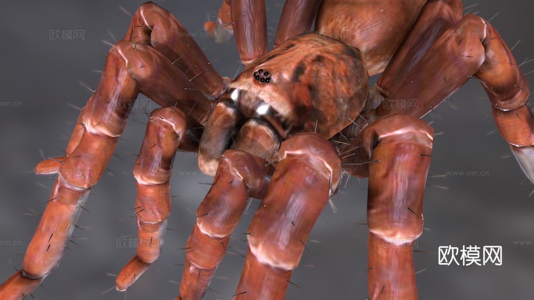 狼蛛巨型蜘蛛3d模型下载（渲染图1）