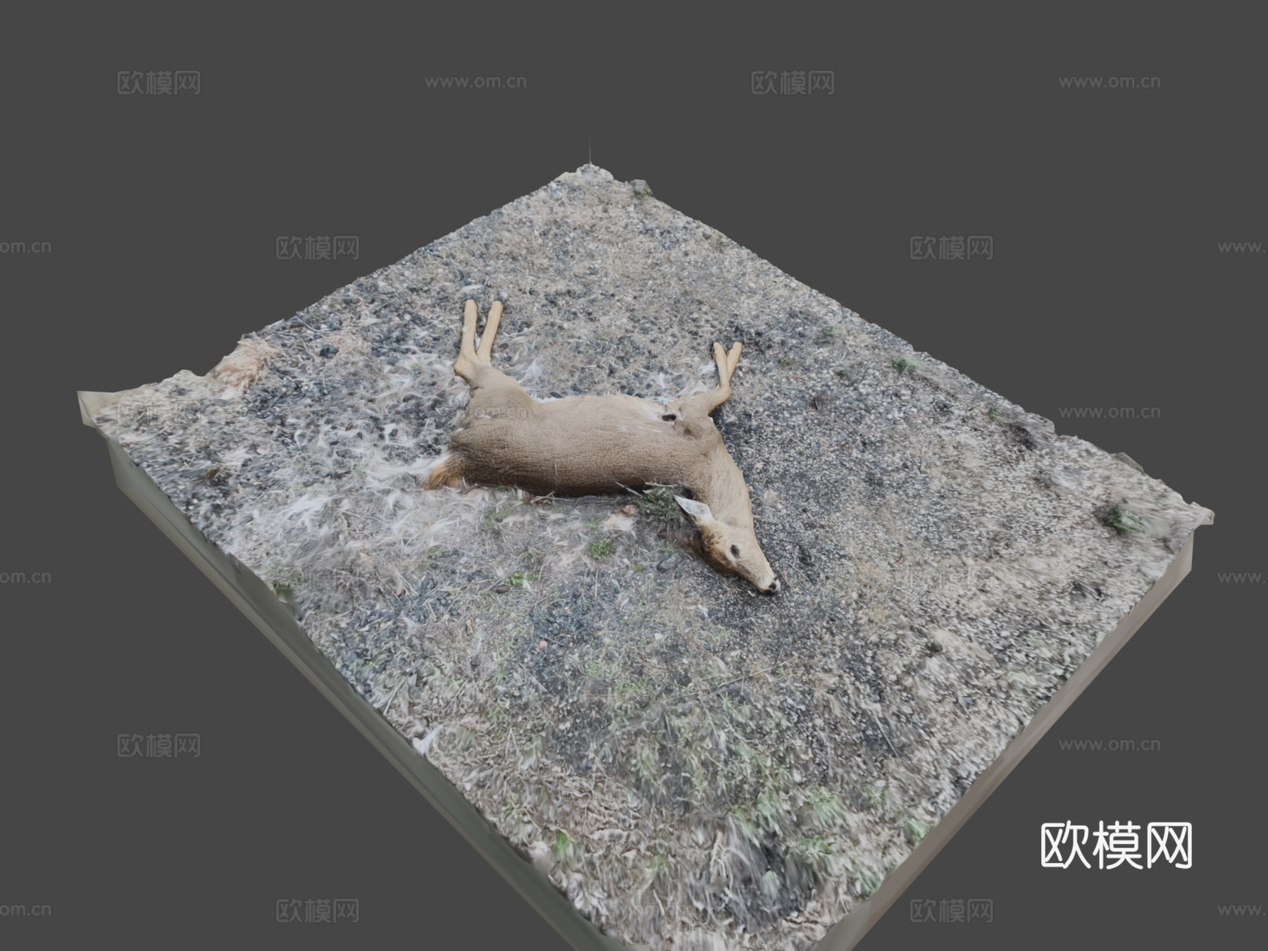 白尾鹿尸体原始扫描3d模型下载（渲染图7）