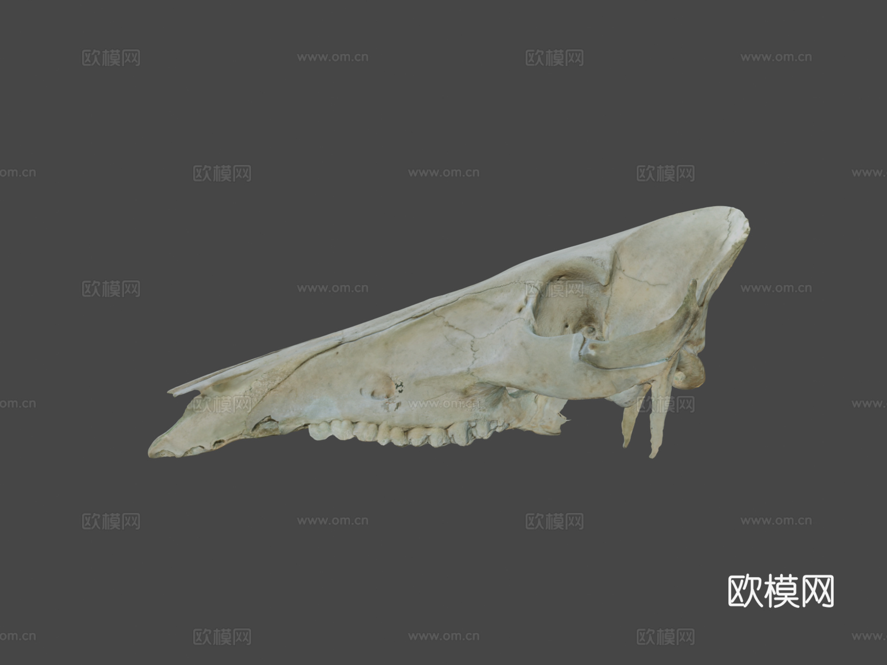 野猪头骨3d模型下载（渲染图6）