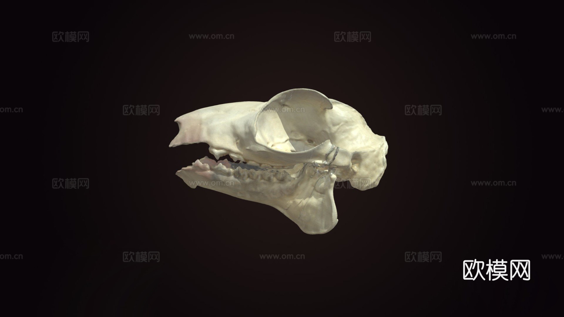 马来飞狐猴头骨3d模型下载（渲染图1）