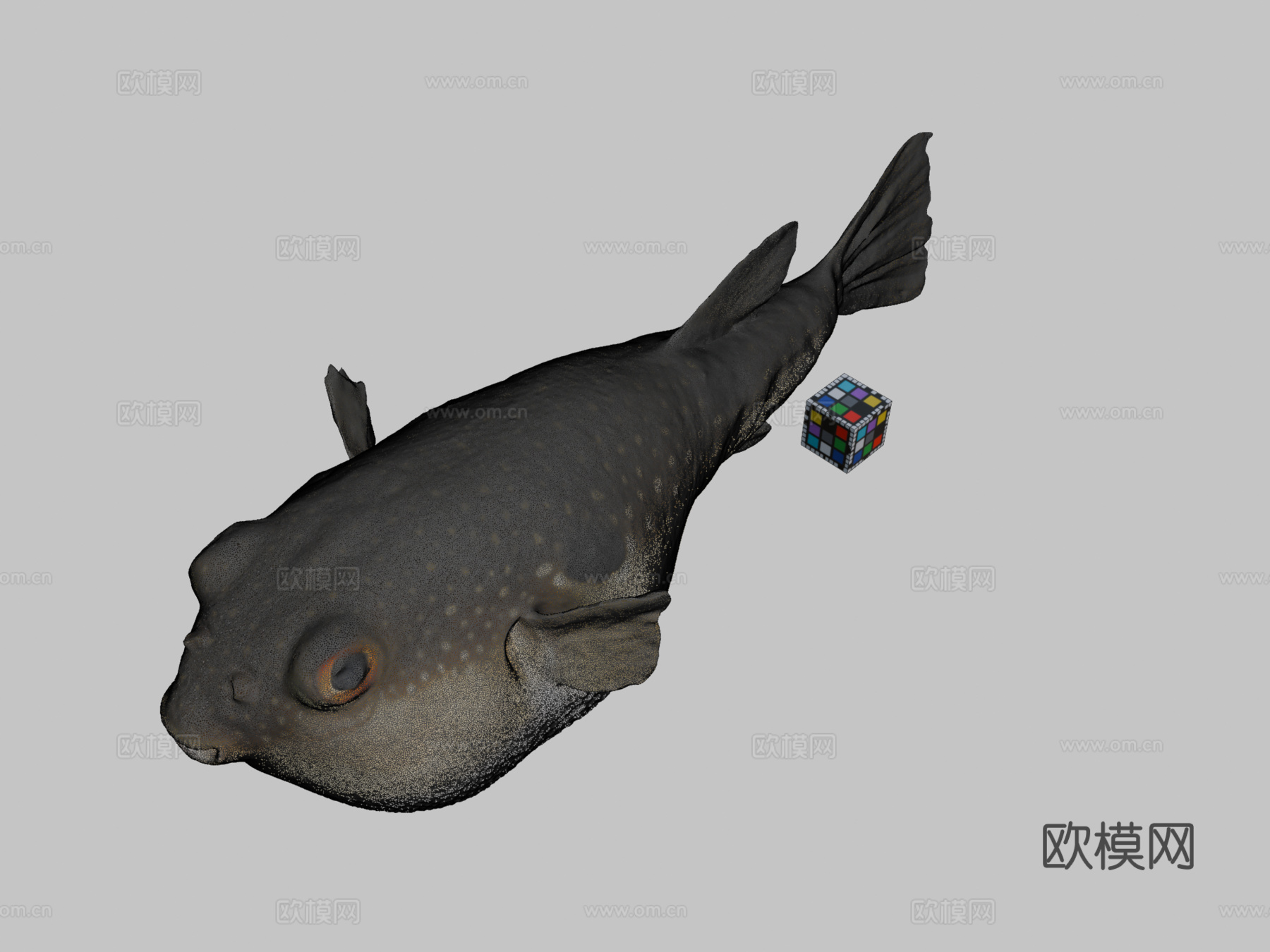 CC0草河豚?草河豚，红鳍东方鲀3d模型下载（渲染图2）