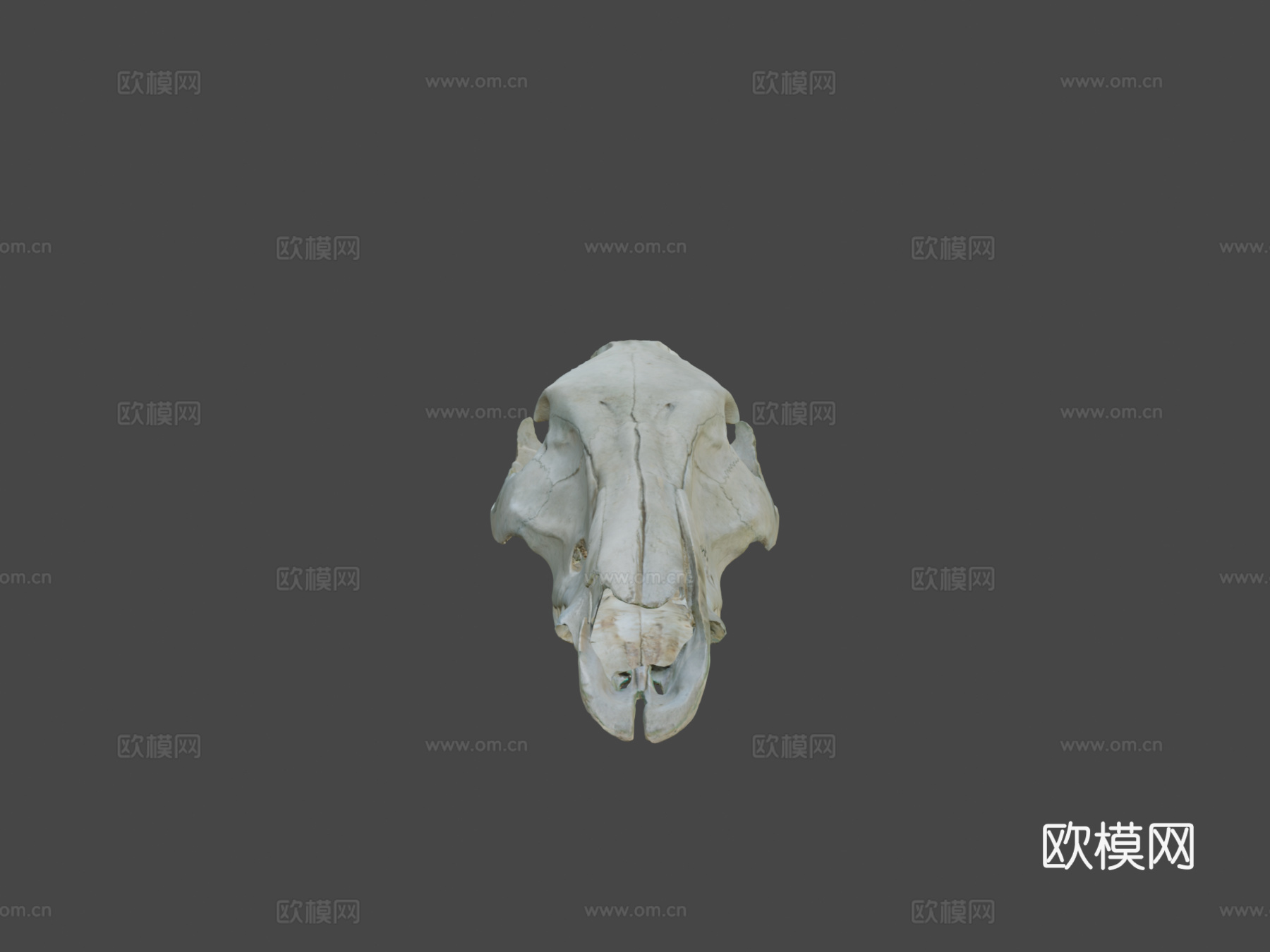 野猪头骨3d模型下载（渲染图5）