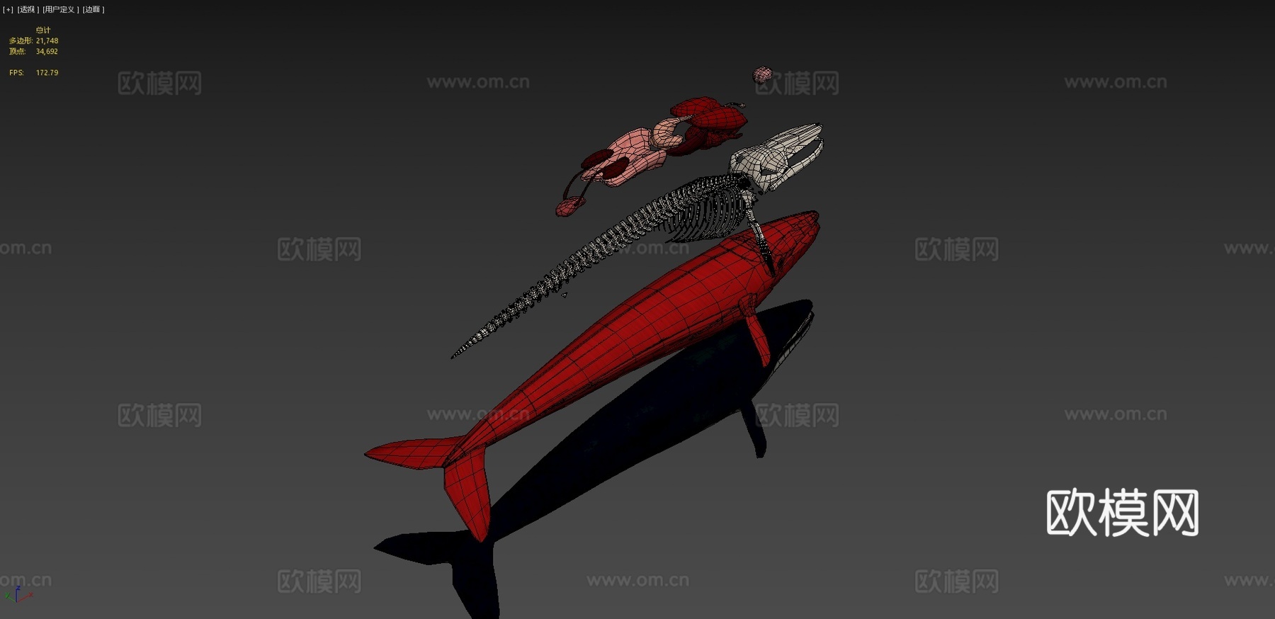 鲸鱼分解3d模型下载（渲染图4）
