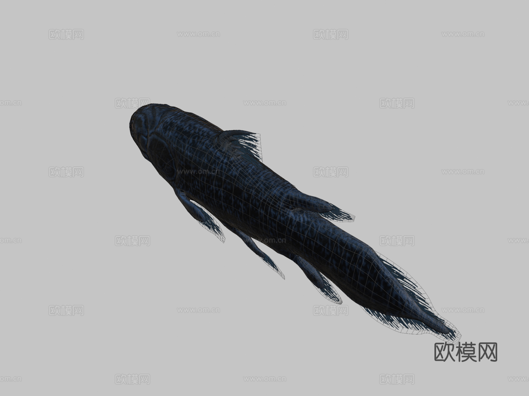 腔棘鱼3d模型下载（渲染图2）